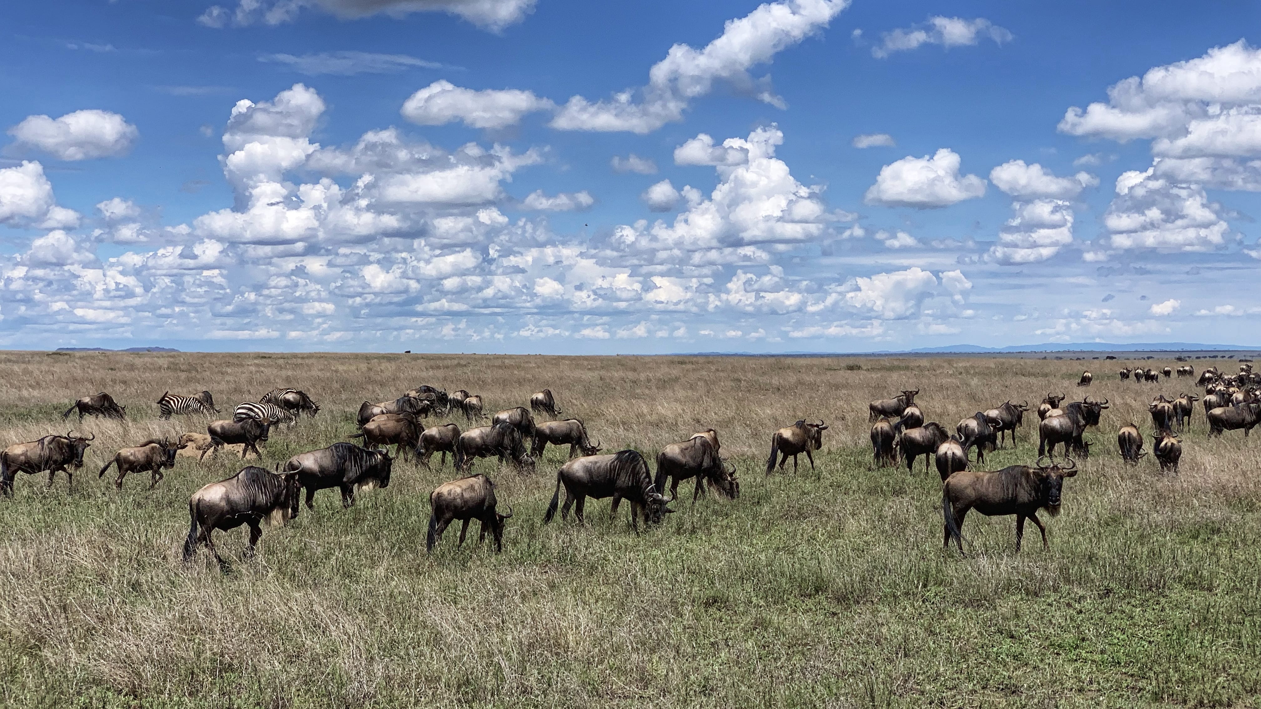 Wildebeest and zebras grazing together on the Serengeti plains during a Tanzania safari