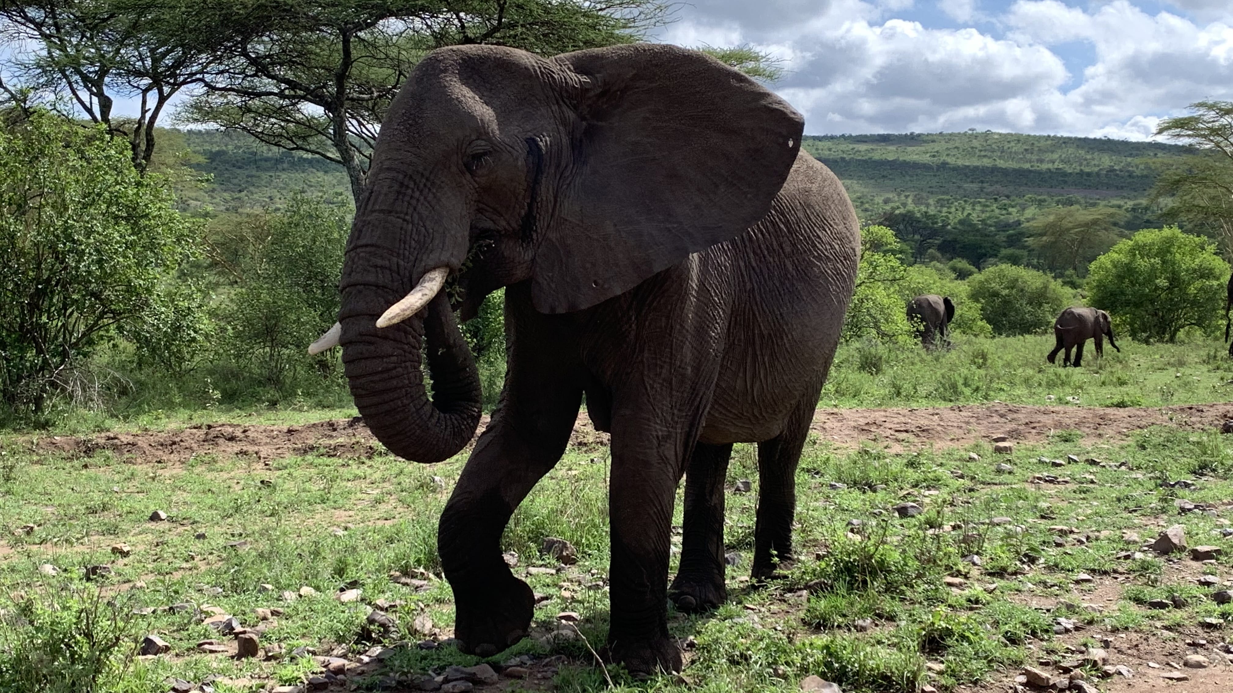 African elephant walking toward the safari vehicle in the Serengeti during a 7-Day Tanzania Safari