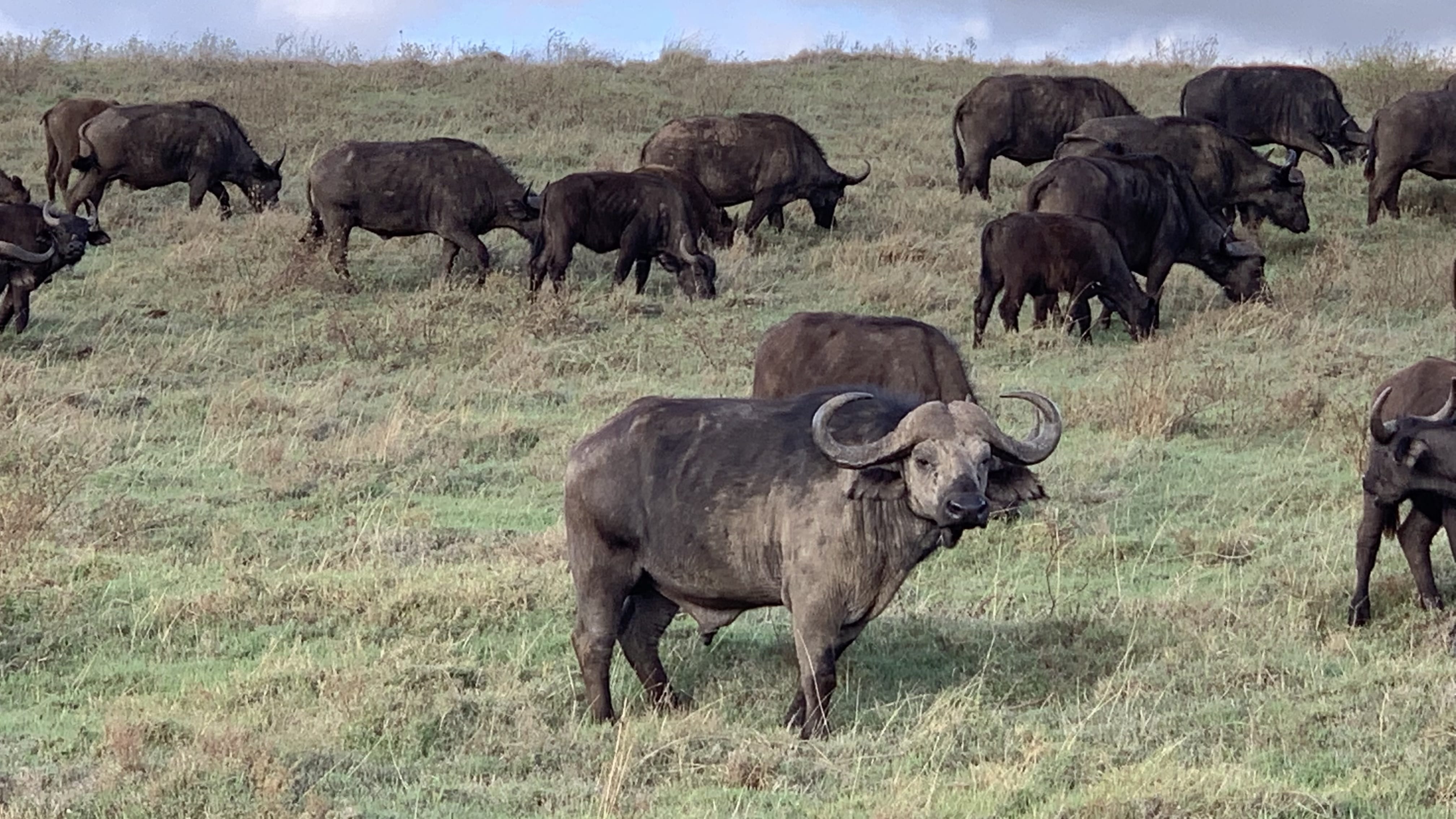 Herd of African buffalo grazing on open grassland inside Ngorongoro Crater, Tanzania