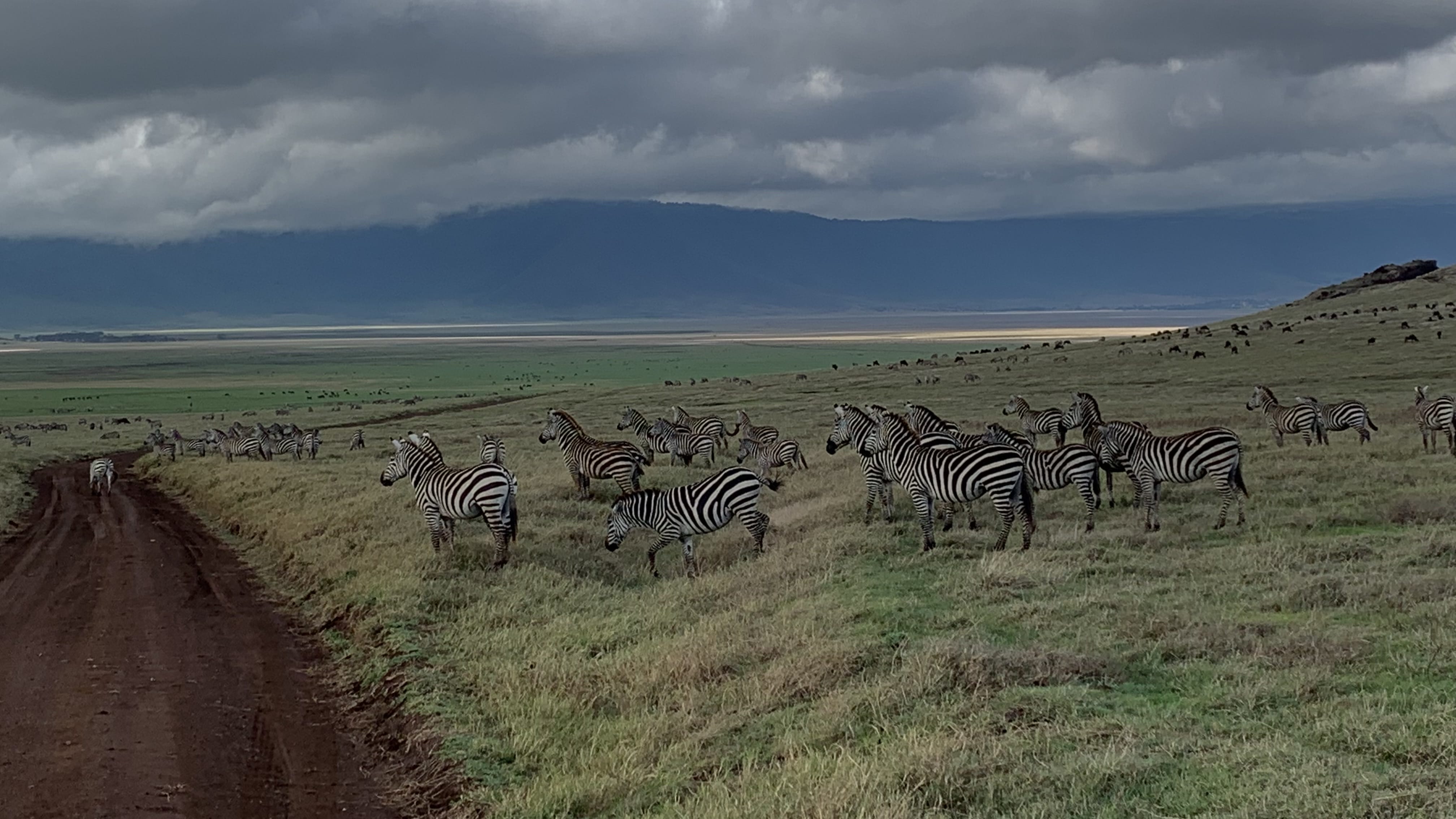 Plains zebras scattered across grassy hills inside Ngorongoro Crater with distant mountains and storm clouds
