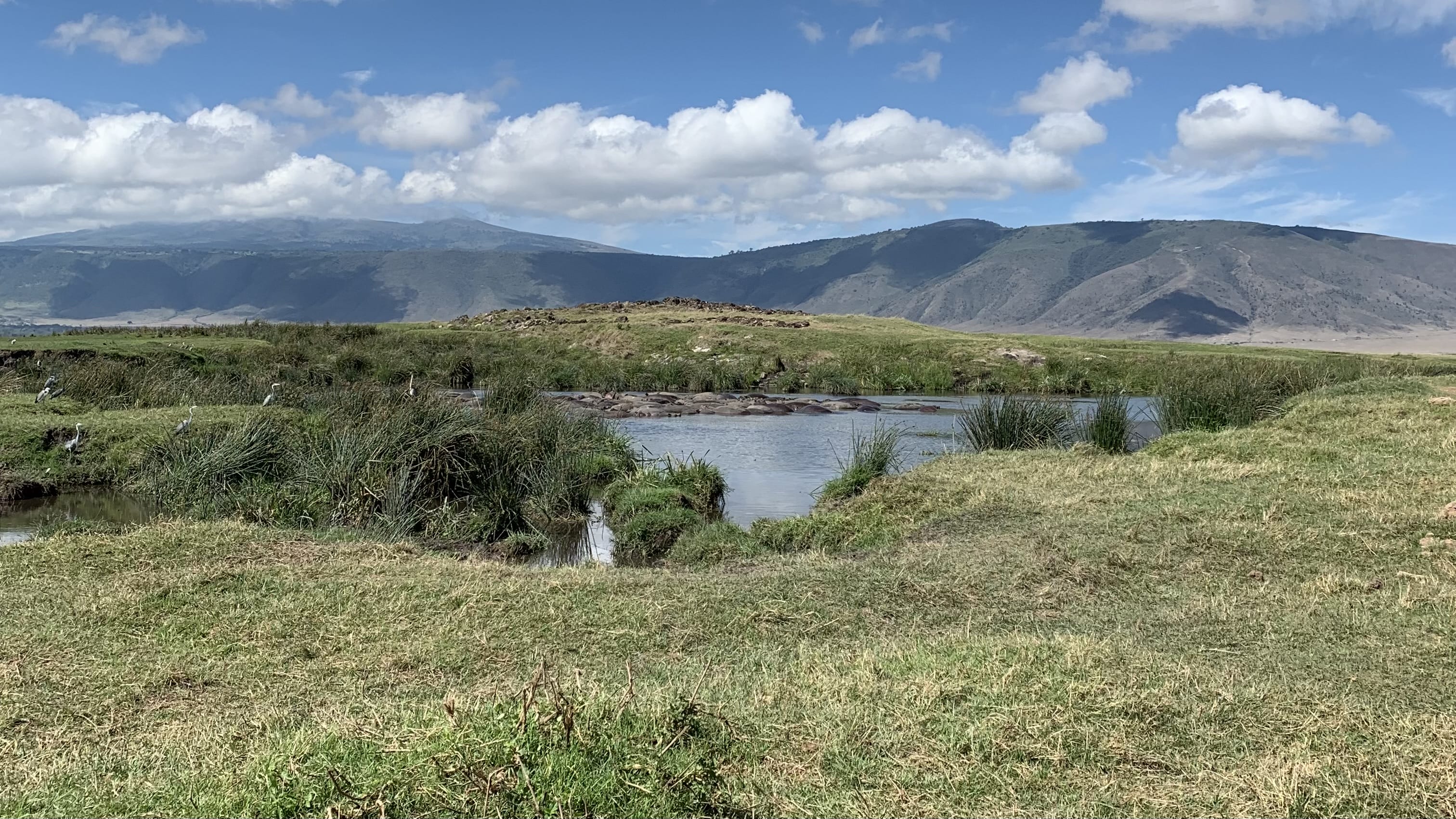 Hippos resting in a shallow pool inside Ngorongoro Crater with grassy banks and crater walls in the background