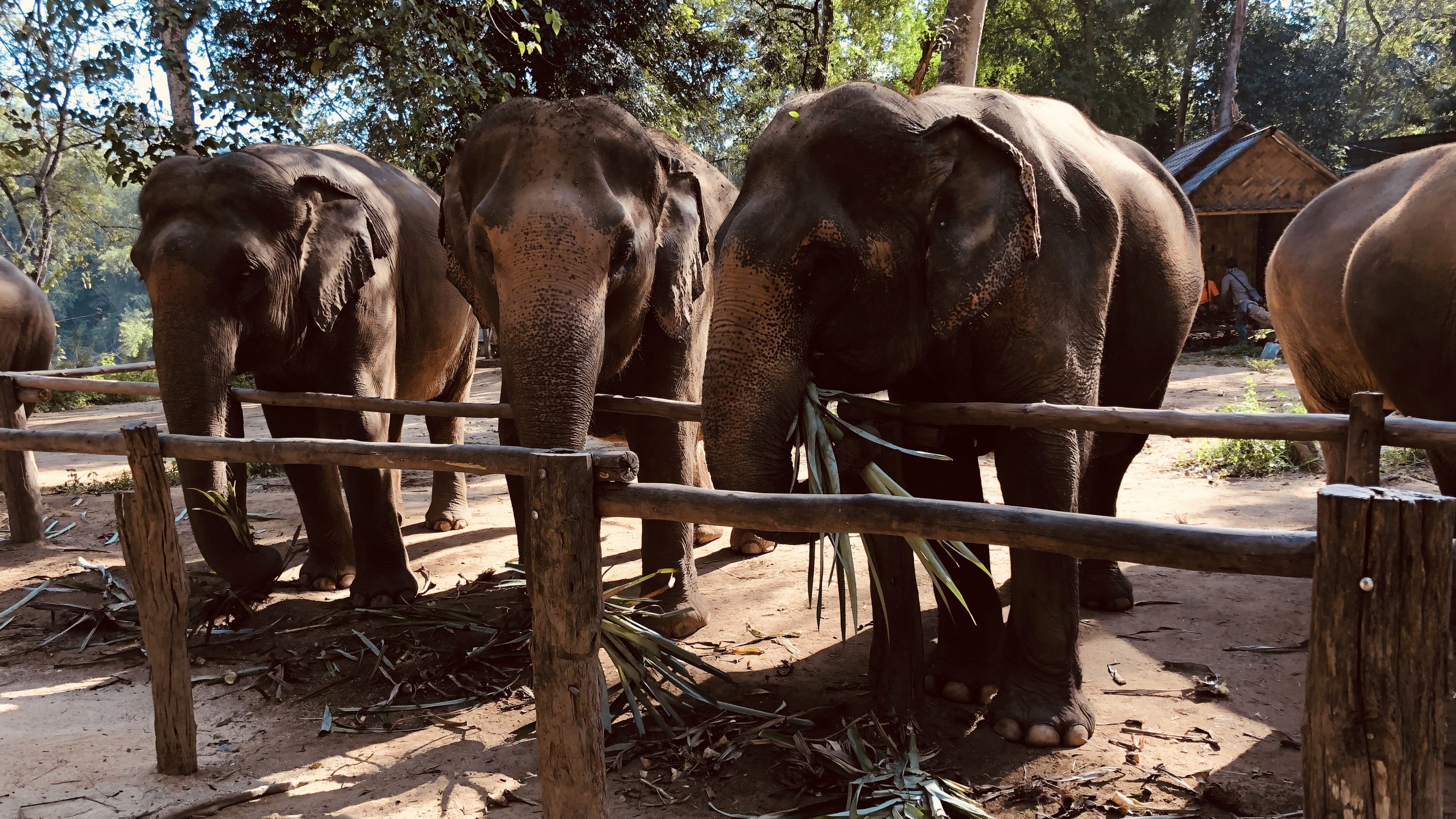 Elephants standing behind a wooden fence at Elephant Haven in Kanchanaburi, Thailand, eating sugarcane and grasses.
