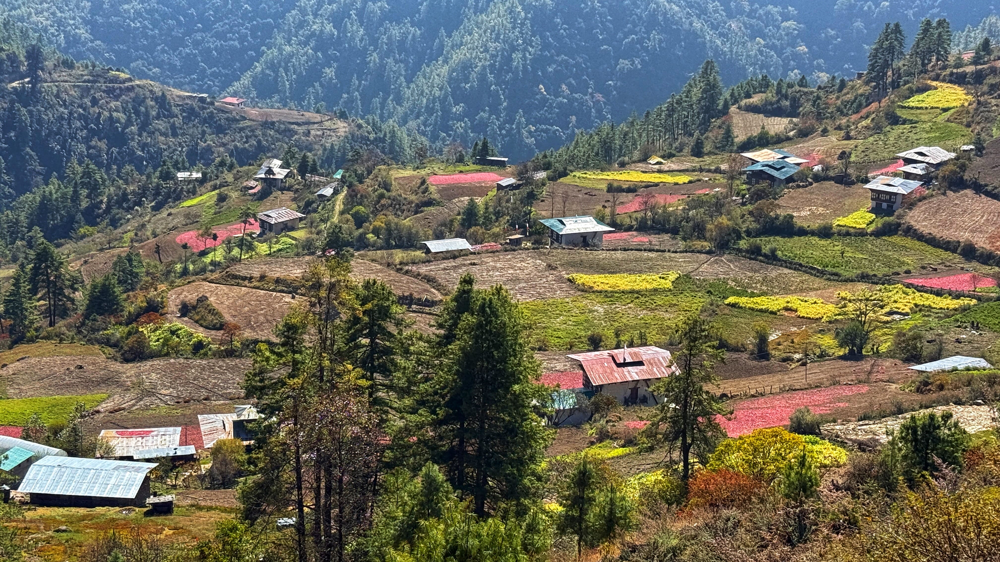 Red pepperd drying on rooftops in Haa Valley