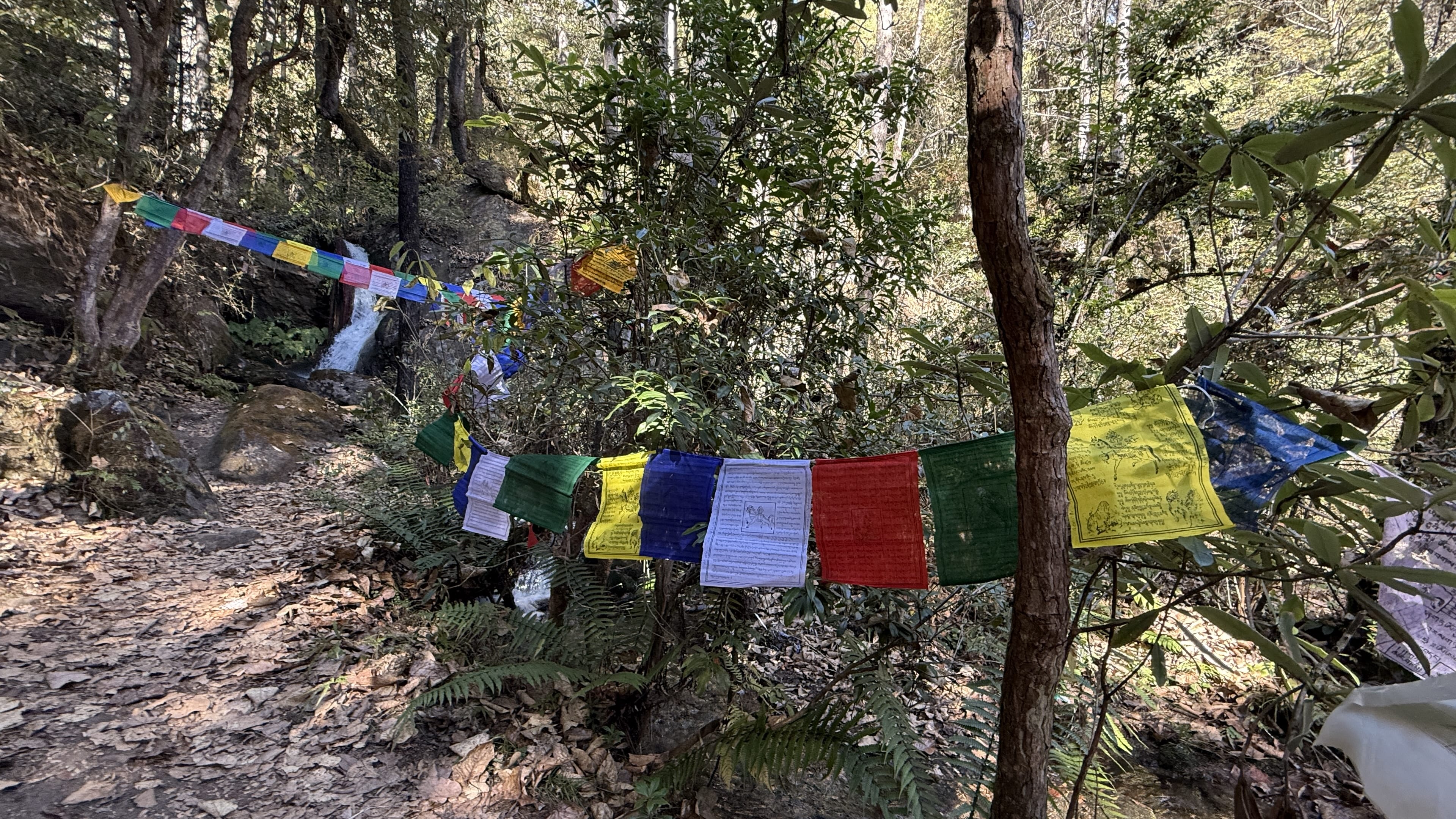 Tibetan prayer flags tied along the forest trail to Tiger’s Nest Monastery in Bhutan.