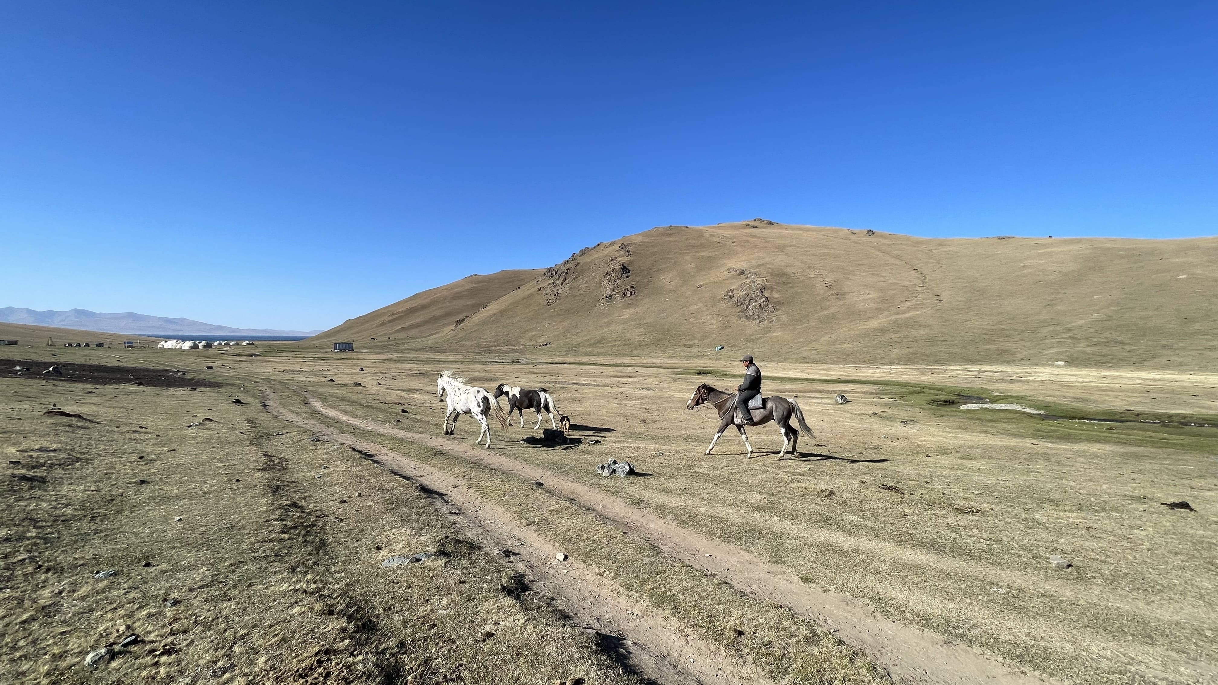Horses grazing near a dirt track on the jailoo at Song Kol Lake, Kyrgyzstan, with rolling hills and open pasture