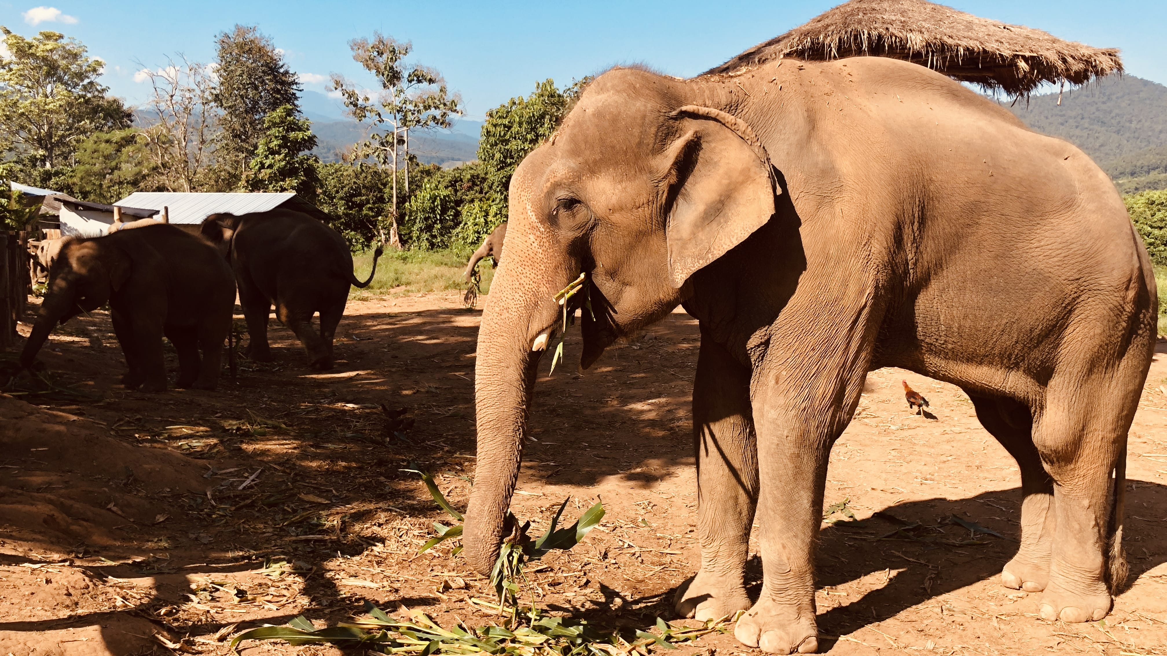Asian elephant standing in a dusty enclosure at Mae Wang Elephant Home in northern Thailand, holding corn leaves in its trunk with forested hills in the background.