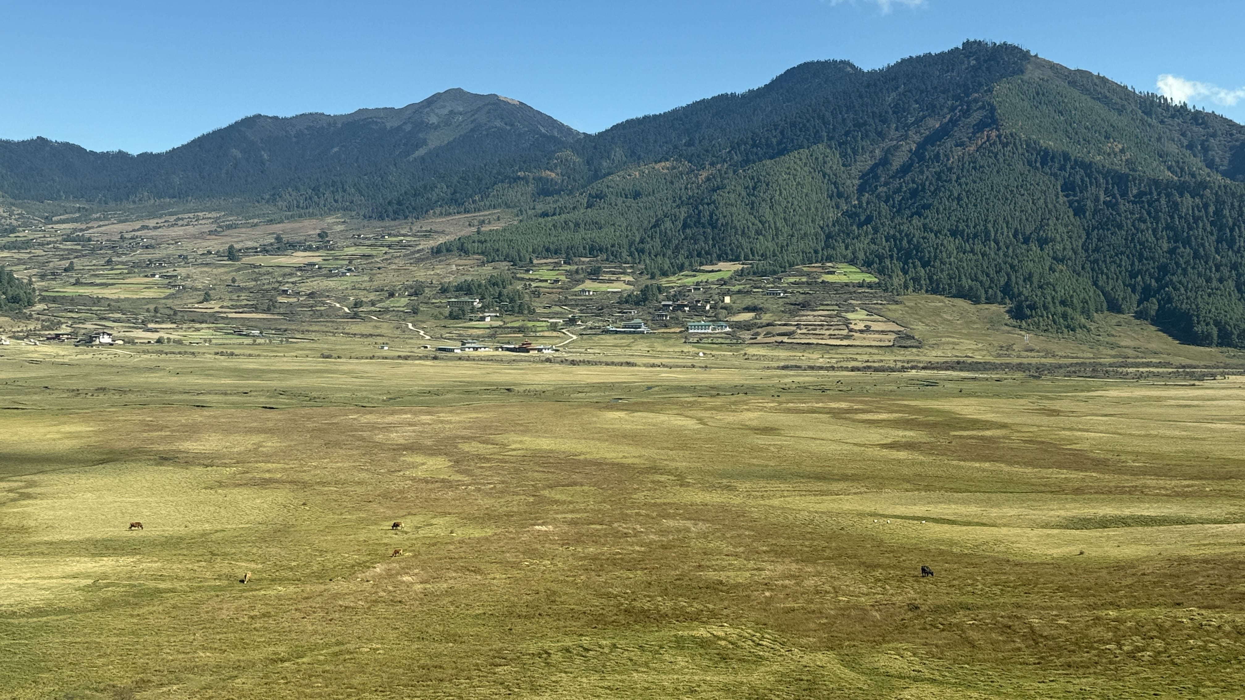 11 Days in Bhutan: wide view across Phobjikha Valley with open grassland, scattered dark shapes in the distance, and forested mountains rising behind the valley.