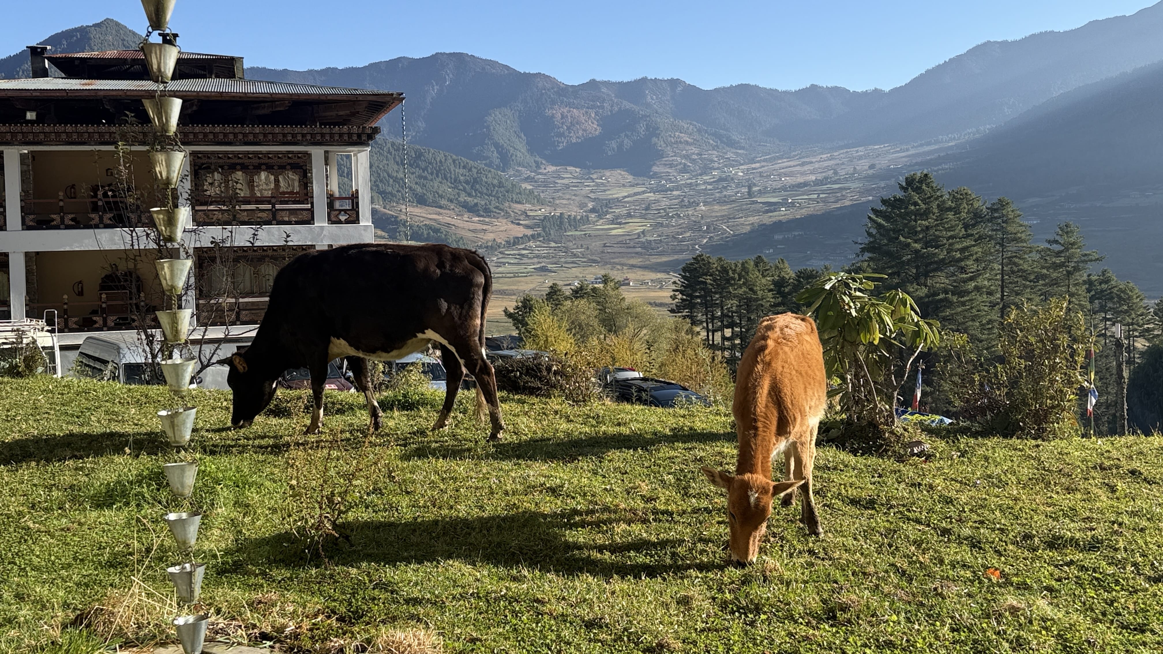 11 Days in Bhutan: cows grazing on a hillside in Phobjikha Valley, with terraced fields and mountains stretching across the background.