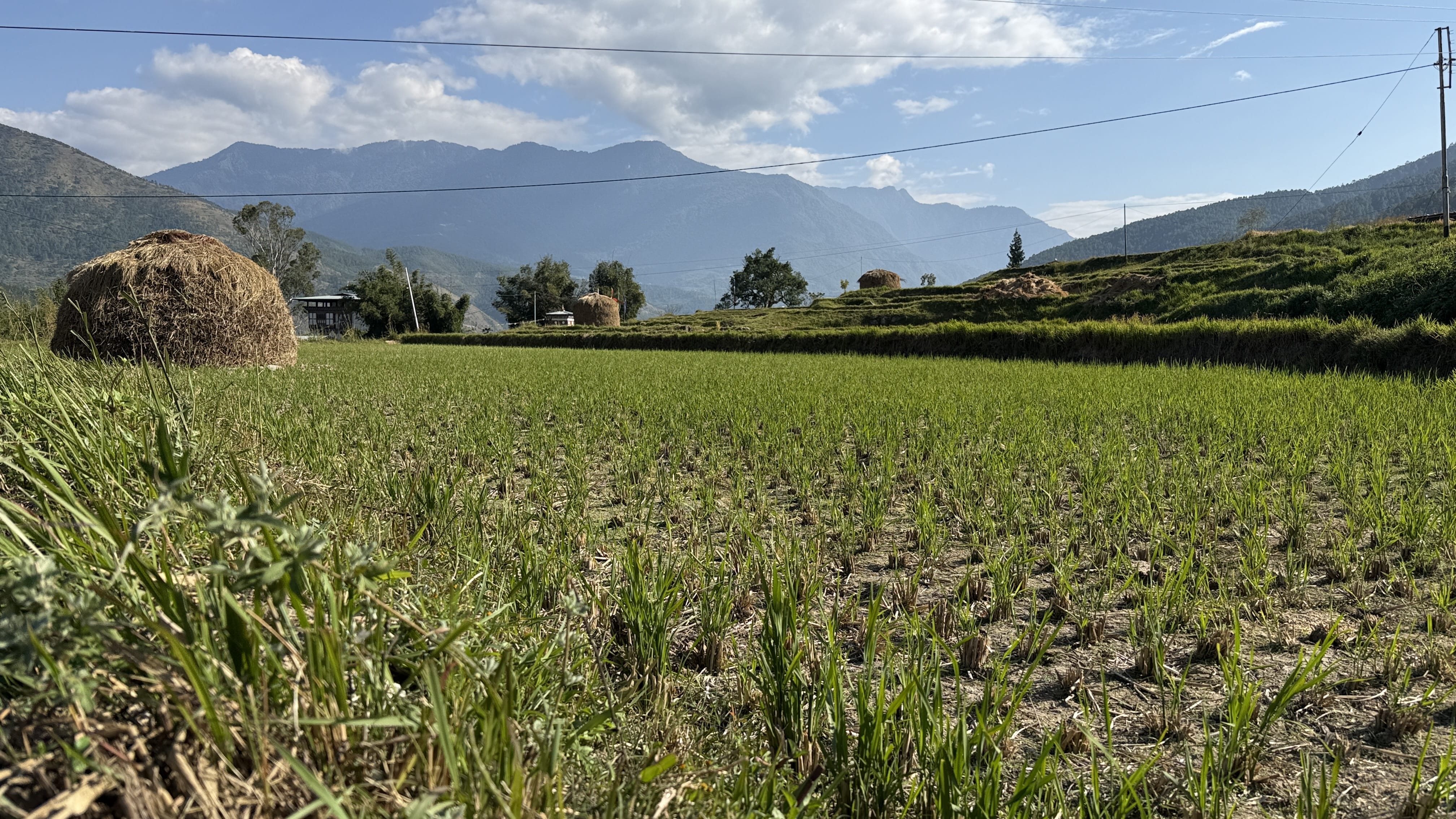Rice fields and haystacks along the path leading toward Chimi Lhakhang, the Divine Madman’s monastery in Bhutan, with mountains rising in the background.
