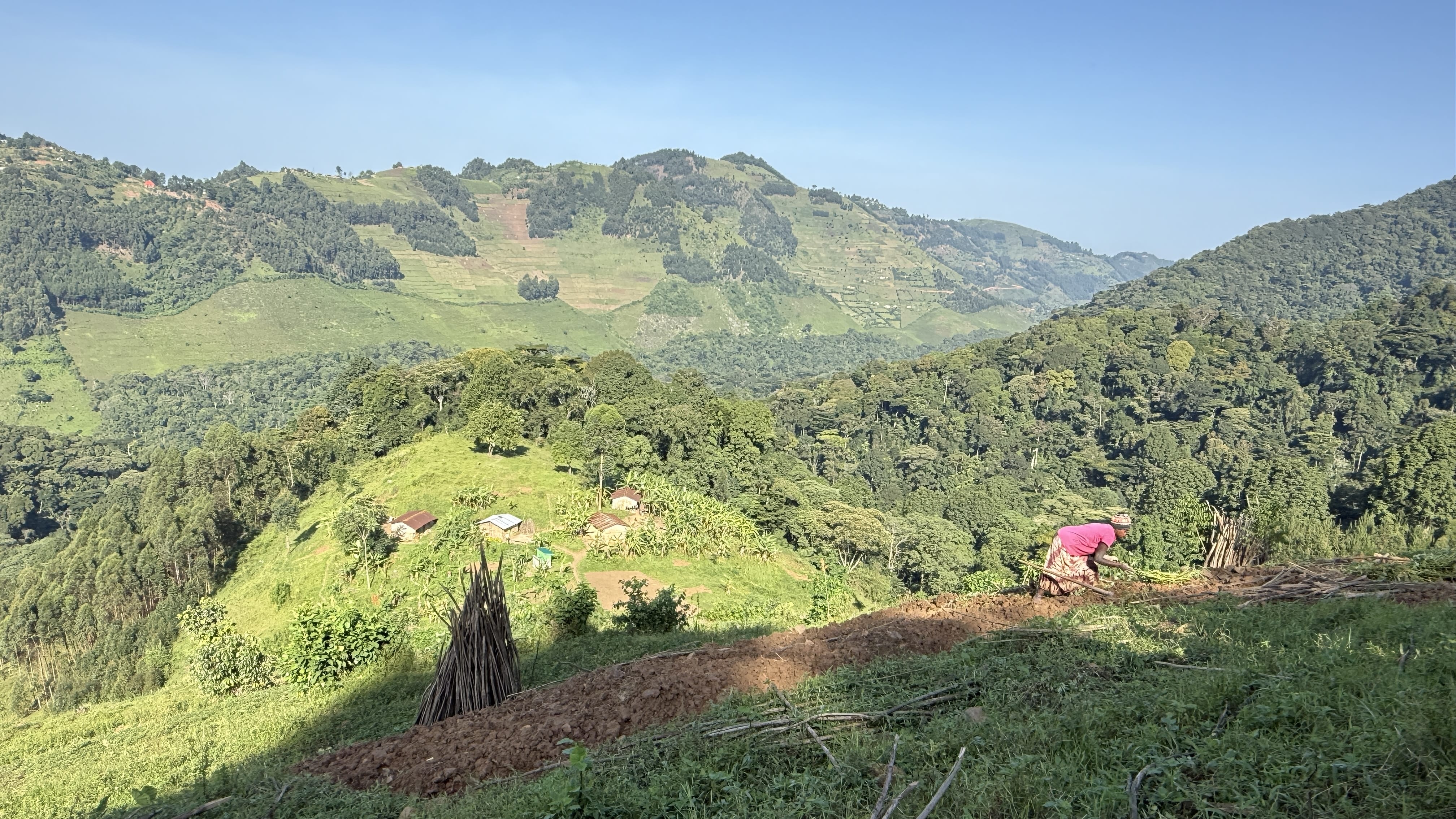Terraced hillside farming landscape in southwestern Uganda near Bwindi region