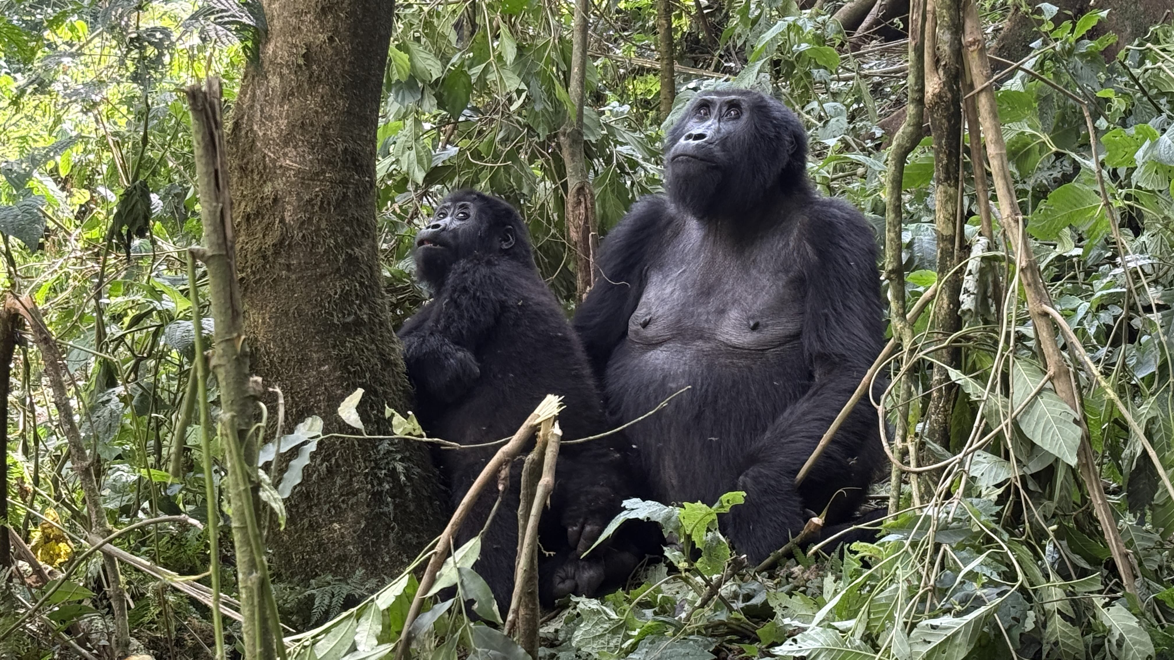 Female mountain gorilla and juvenile sitting together in Bwindi Impenetrable Forest