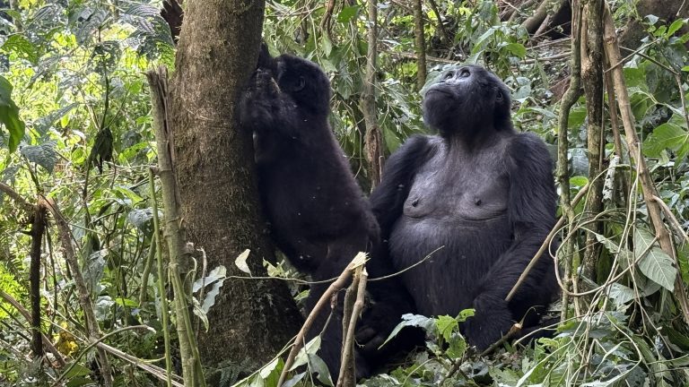 Five Days in Uganda: Gorillas, Red Dirt Roads, and the Quiet Between