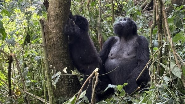 Five Days in Uganda: Gorillas, Red Dirt Roads, and the Quiet Between