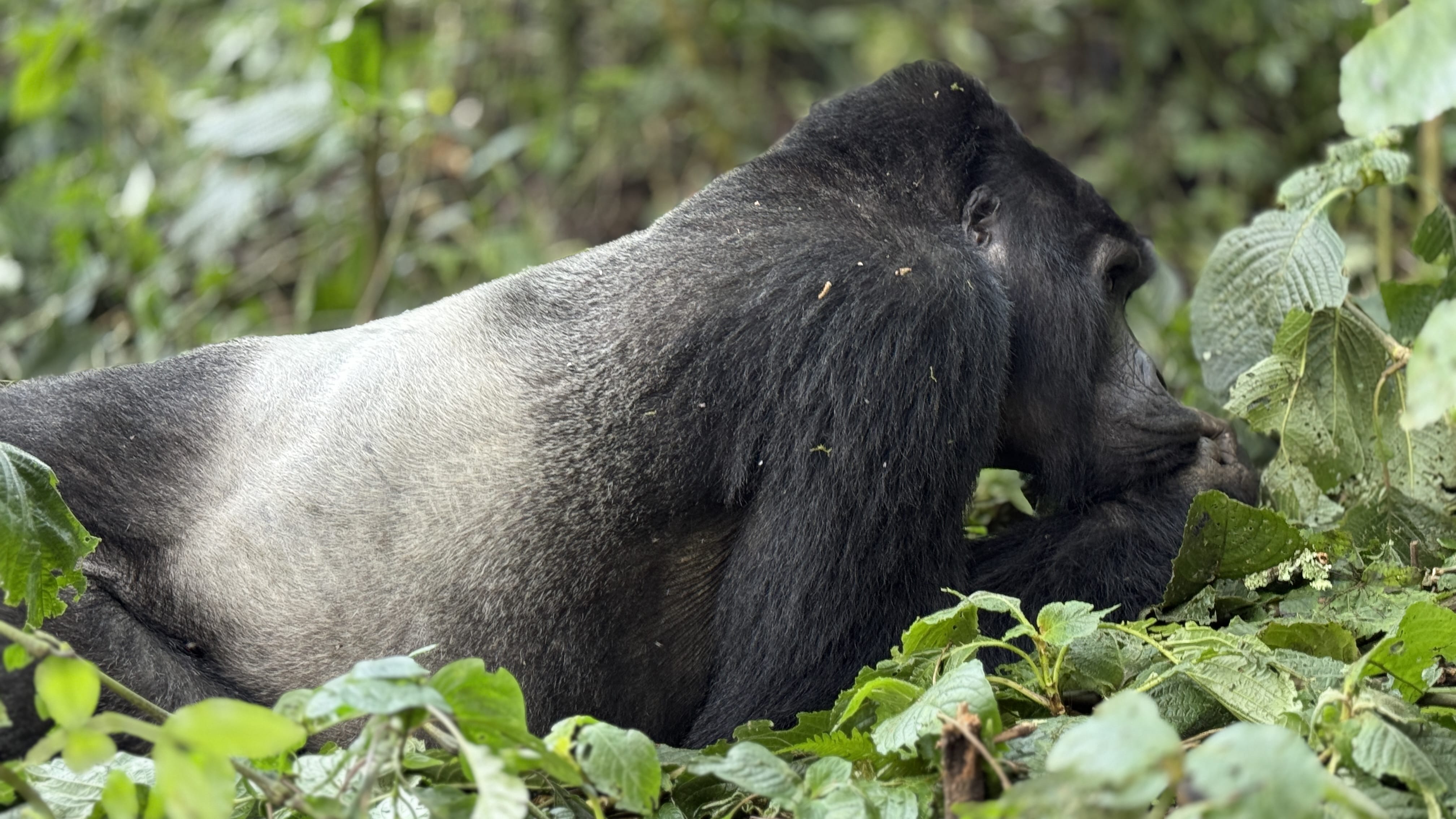 Adult silverback mountain gorilla in Bwindi Impenetrable Forest, Uganda
