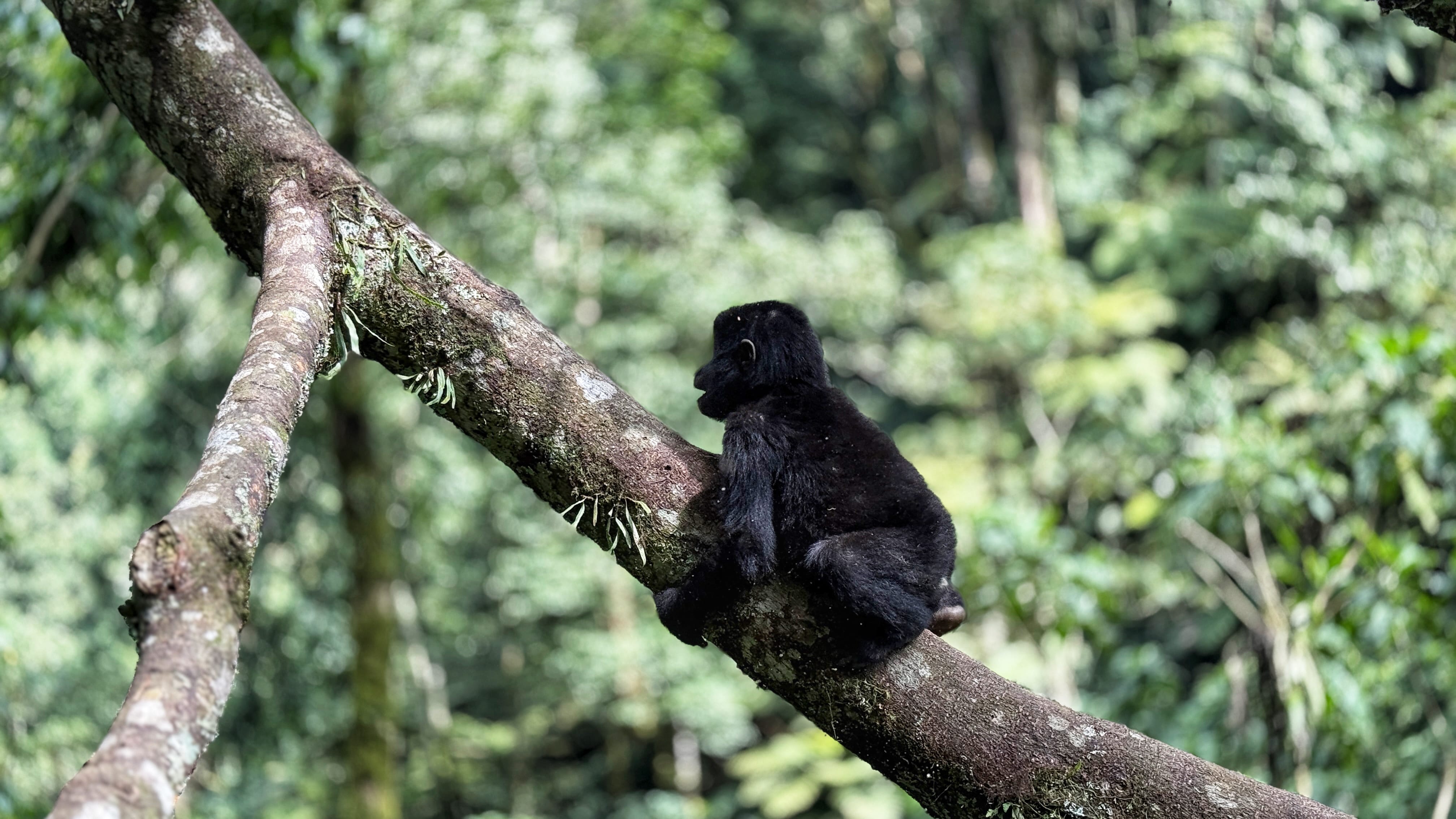Young mountain gorilla sitting on tree branch in Bwindi Impenetrable Forest Uganda