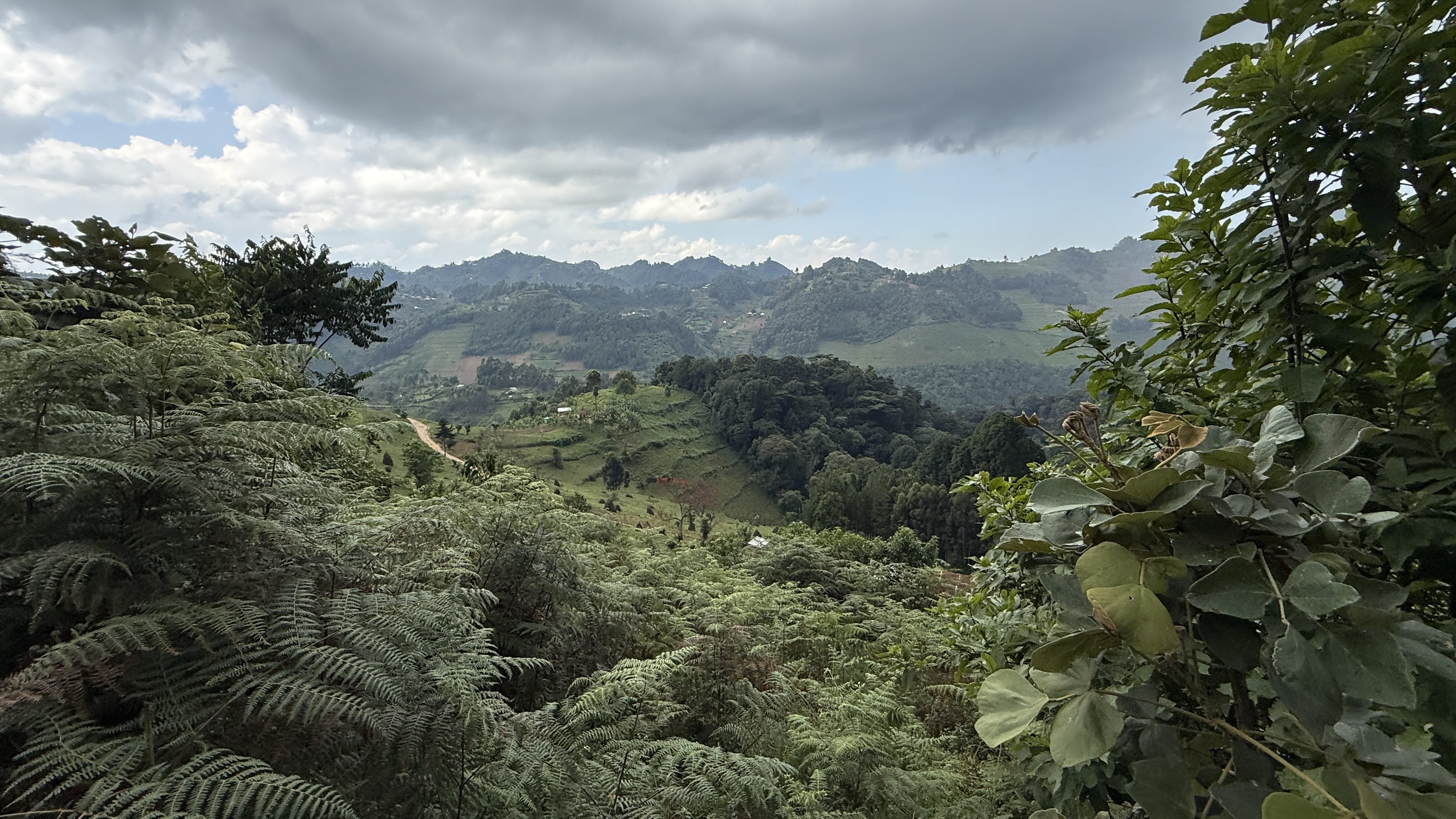 Lush green hills and rainforest landscape near Bwindi Impenetrable National Park Uganda