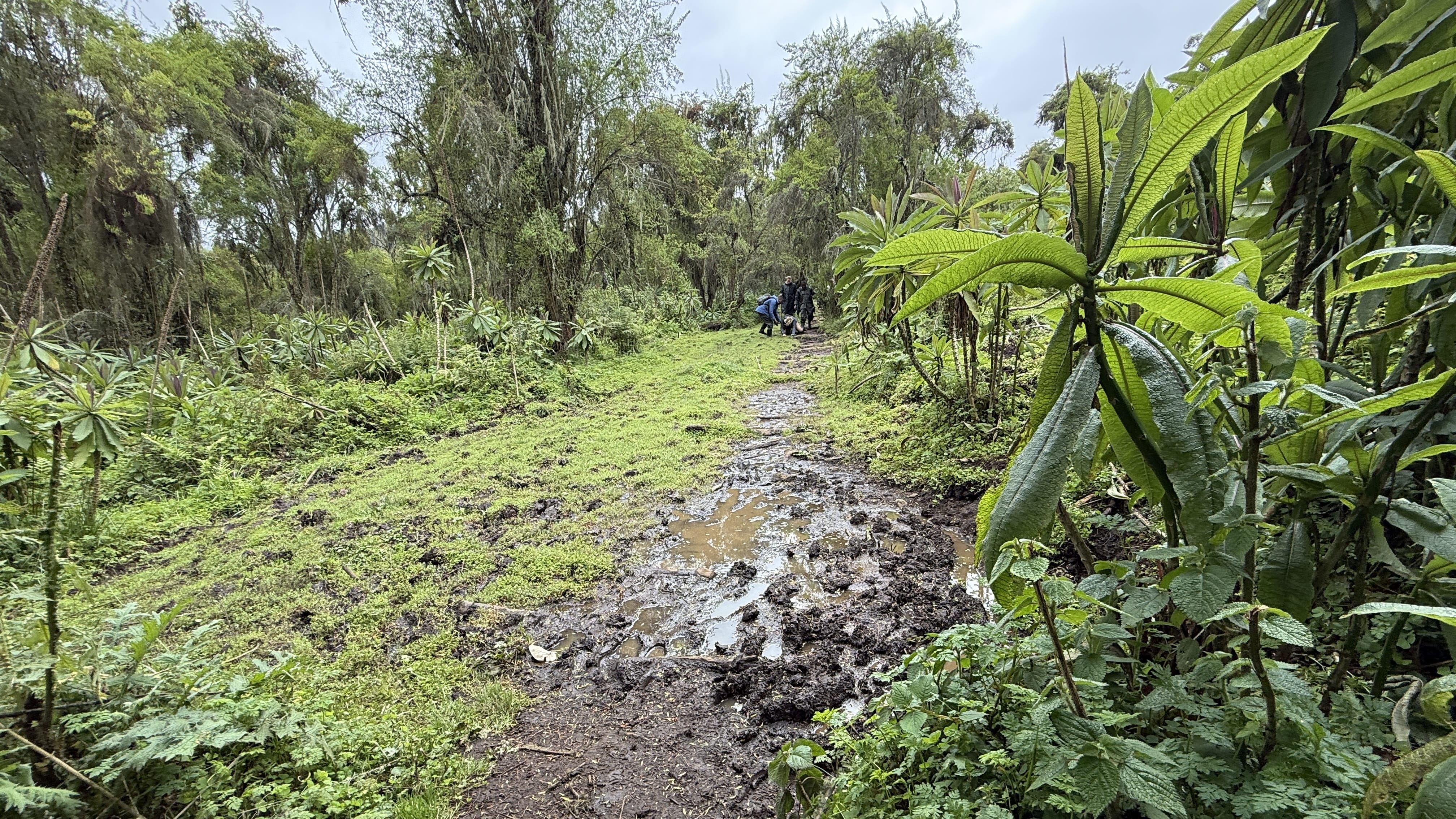 Muddy section of the Dian Fossey hike trail in Volcanoes National Park, Rwanda, with water-filled ruts and hikers ahead in the forest.