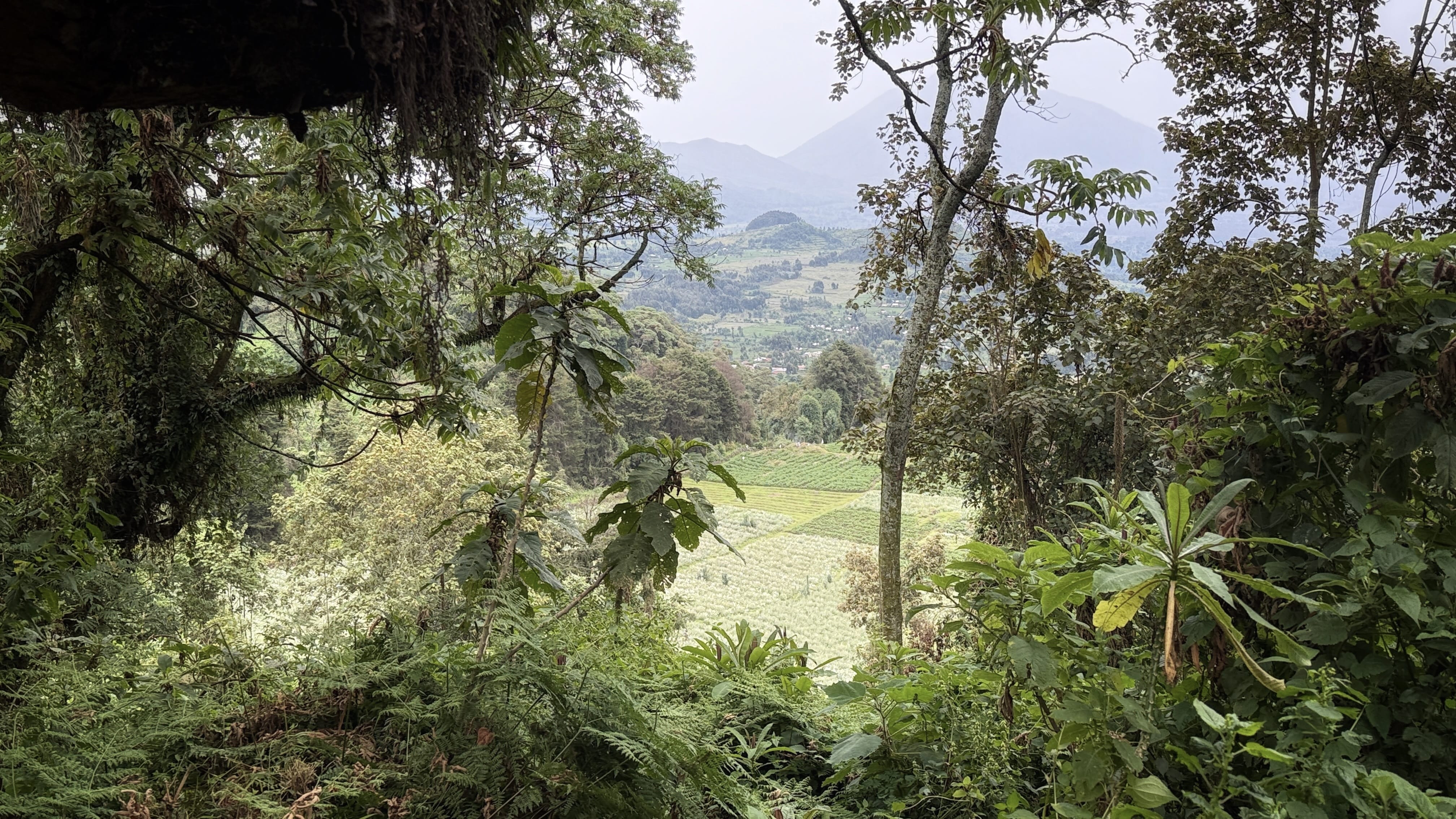 View from the forest during the Dian Fossey hike overlooking farmland and distant mountains in Rwanda.