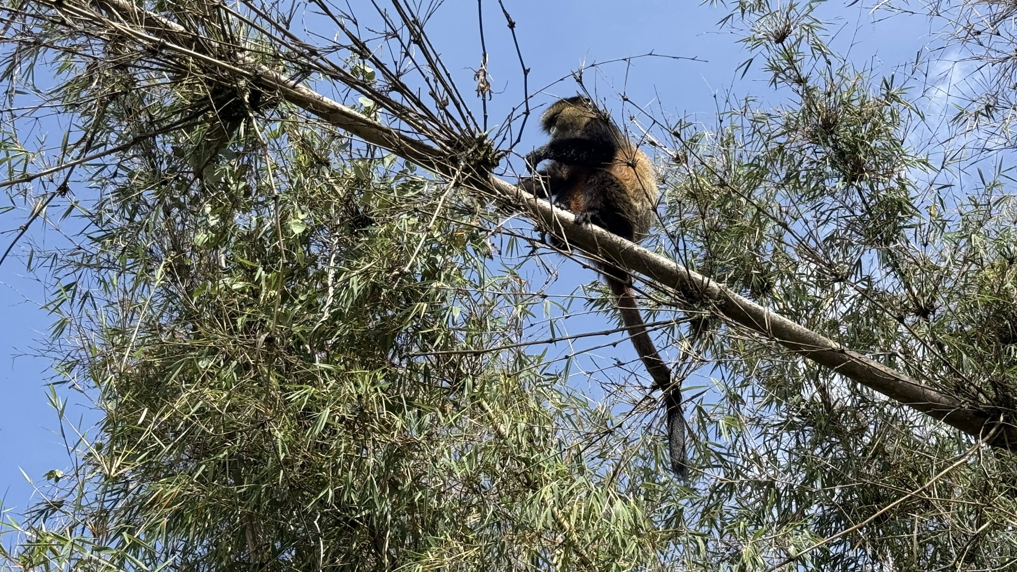 Golden monkey perched in bamboo trees in Volcanoes National Park, Rwanda