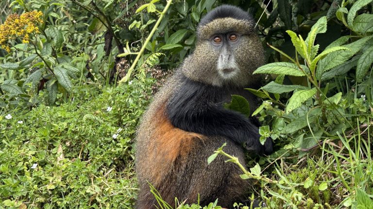 3 Days in Musanze, Rwanda: Hiking Trails and Golden Monkeys