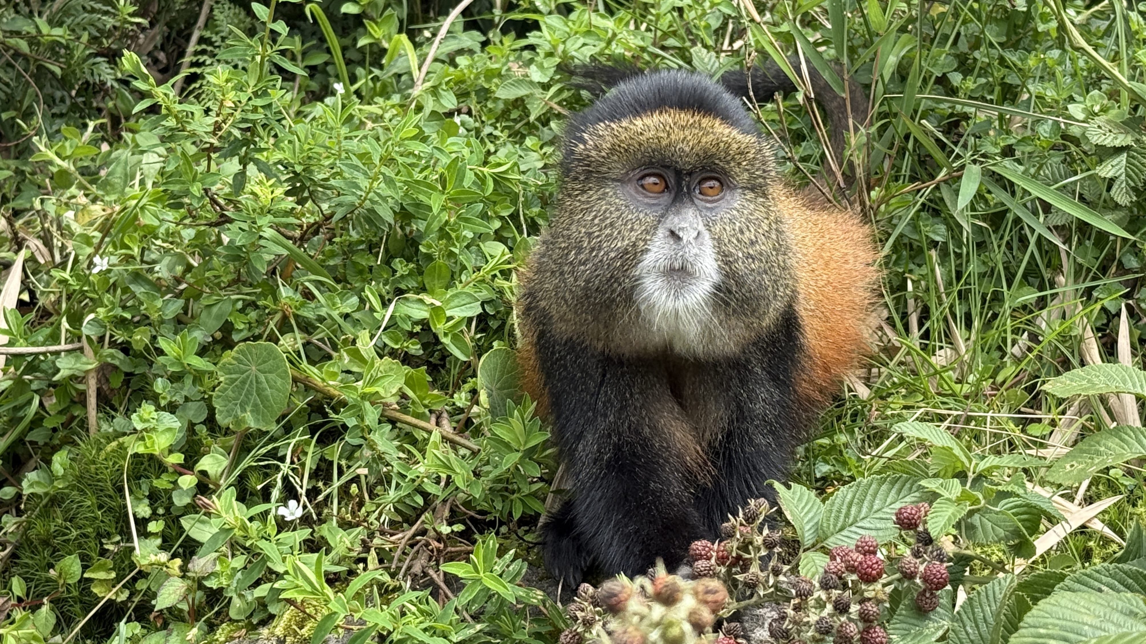 Close-up of a golden monkey sitting in green vegetation in Volcanoes National Park, Rwanda.