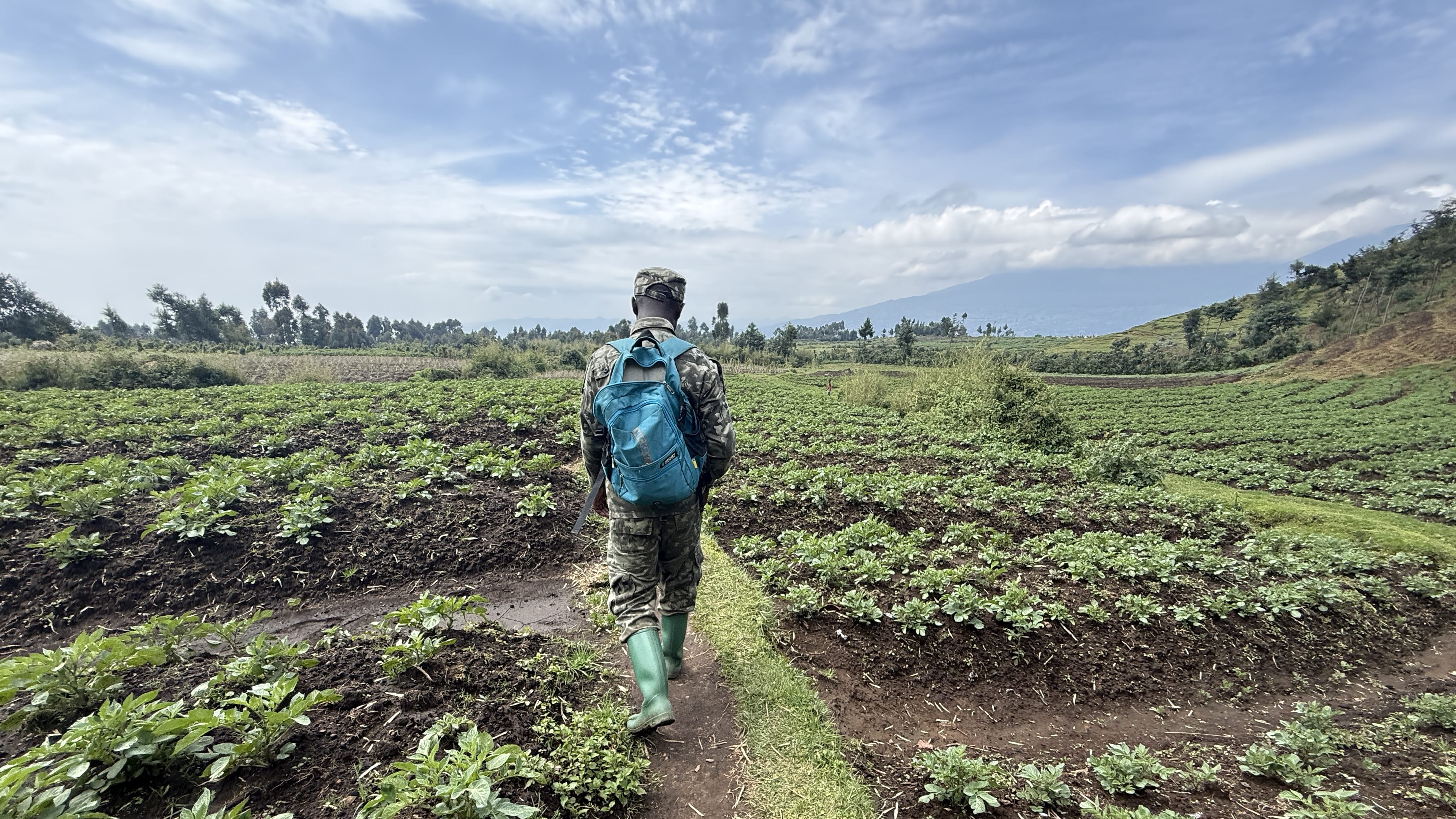 Guide from the golden monkey trek walking through cultivated fields near Volcanoes National Park in Musanze, Rwanda.