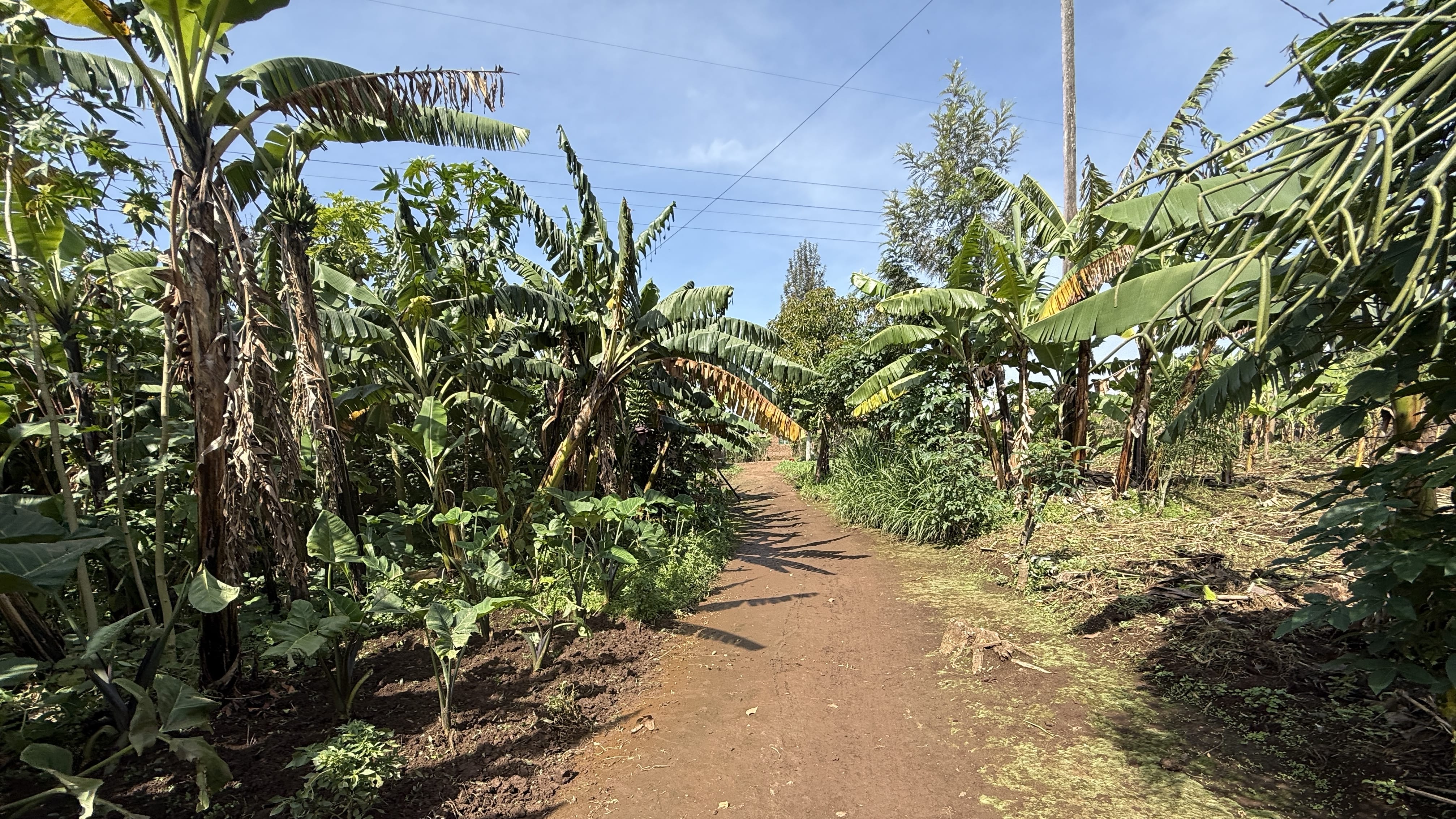 Dirt trail lined with banana trees at the start of the Twin Lakes hike near Musanze, Rwanda.
