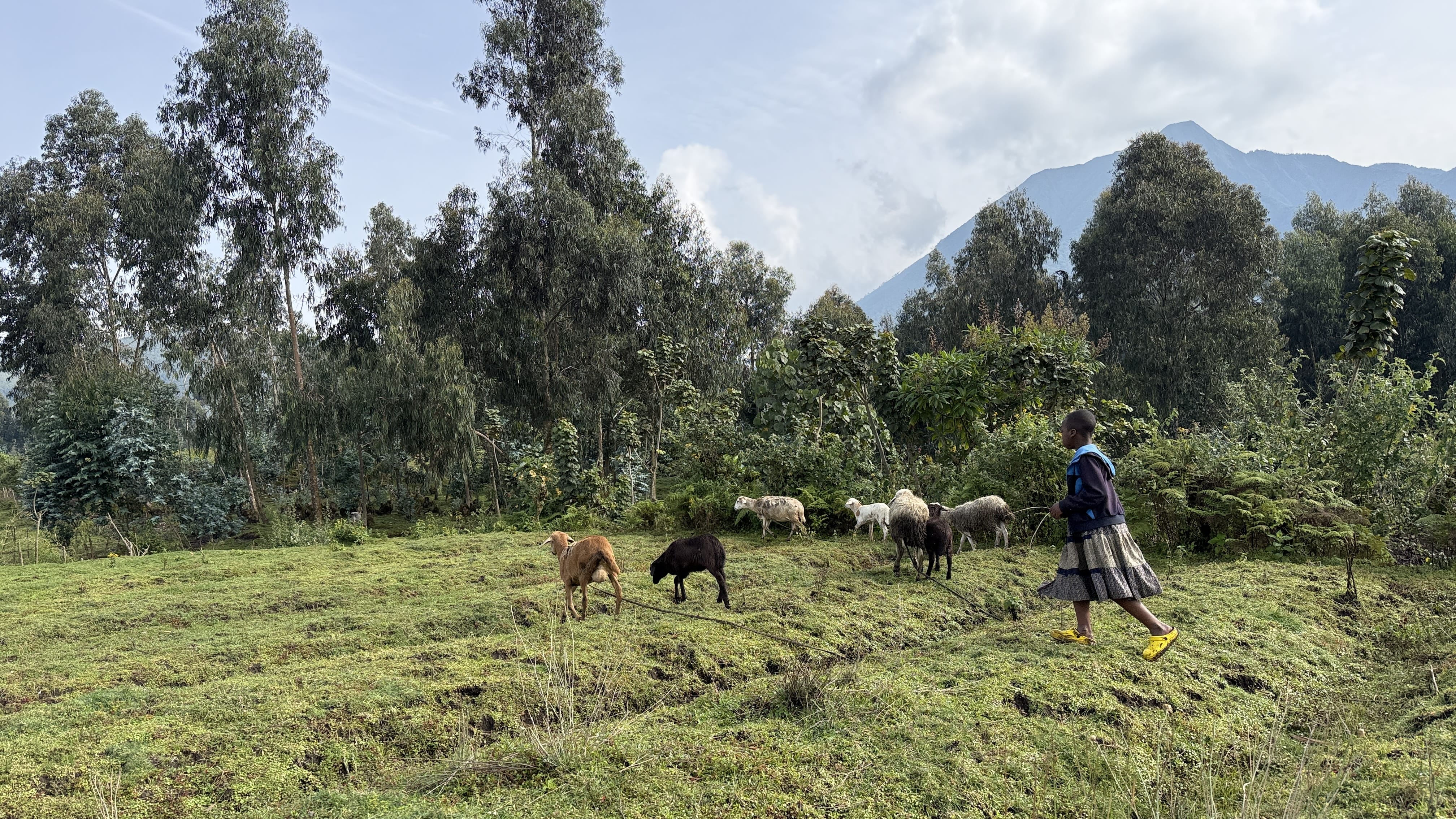 A young girl watches goats graze near Volcanoes National Park on the way to golden monkey trekking- during my two nights in Musanze