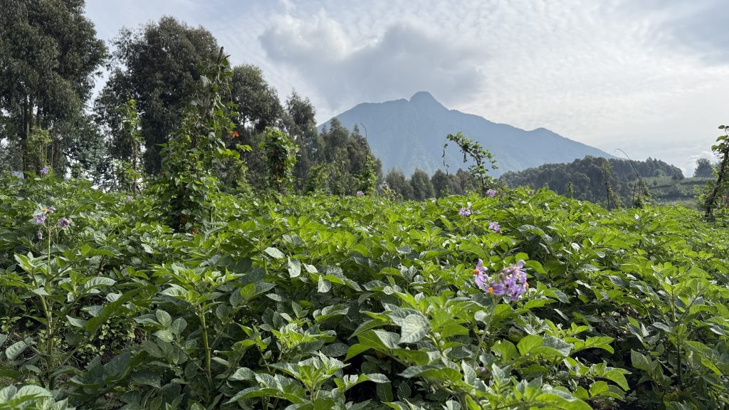 2 Nights in Musanze, Rwanda: Golden Monkey Trekking & Visiting Volcanoes National Park