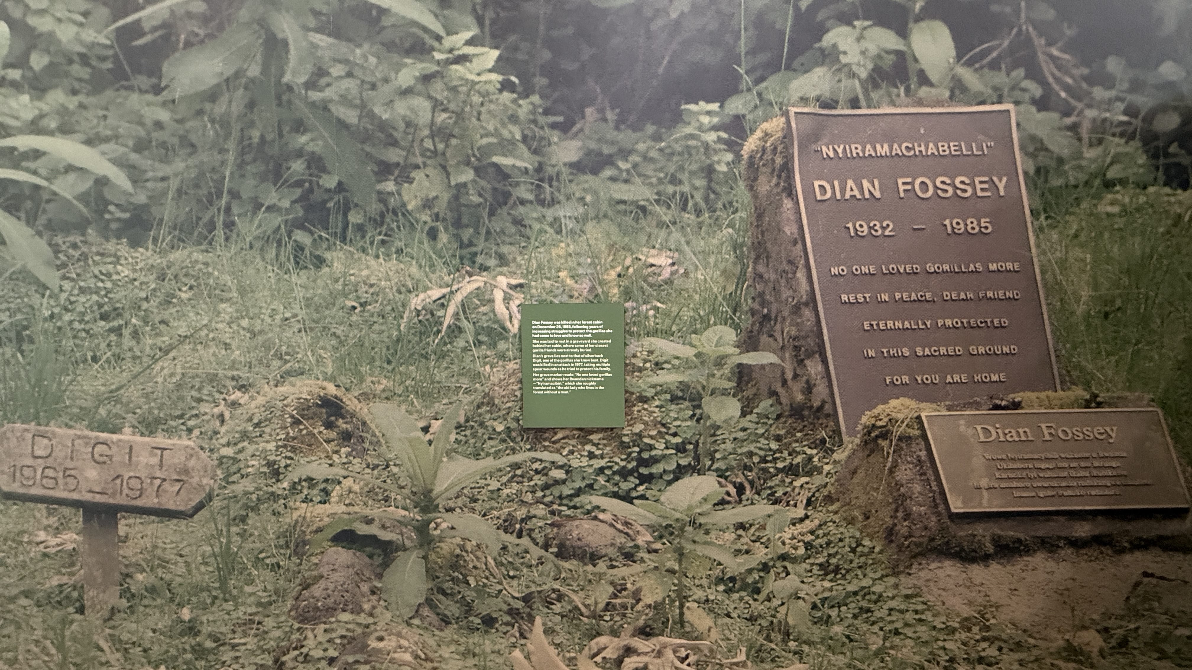 Large photograph of Dian Fossey’s gravesite beside Digit the gorilla at the Ellen DeGeneres Campus of the Dian Fossey Gorilla Fund in Rwanda