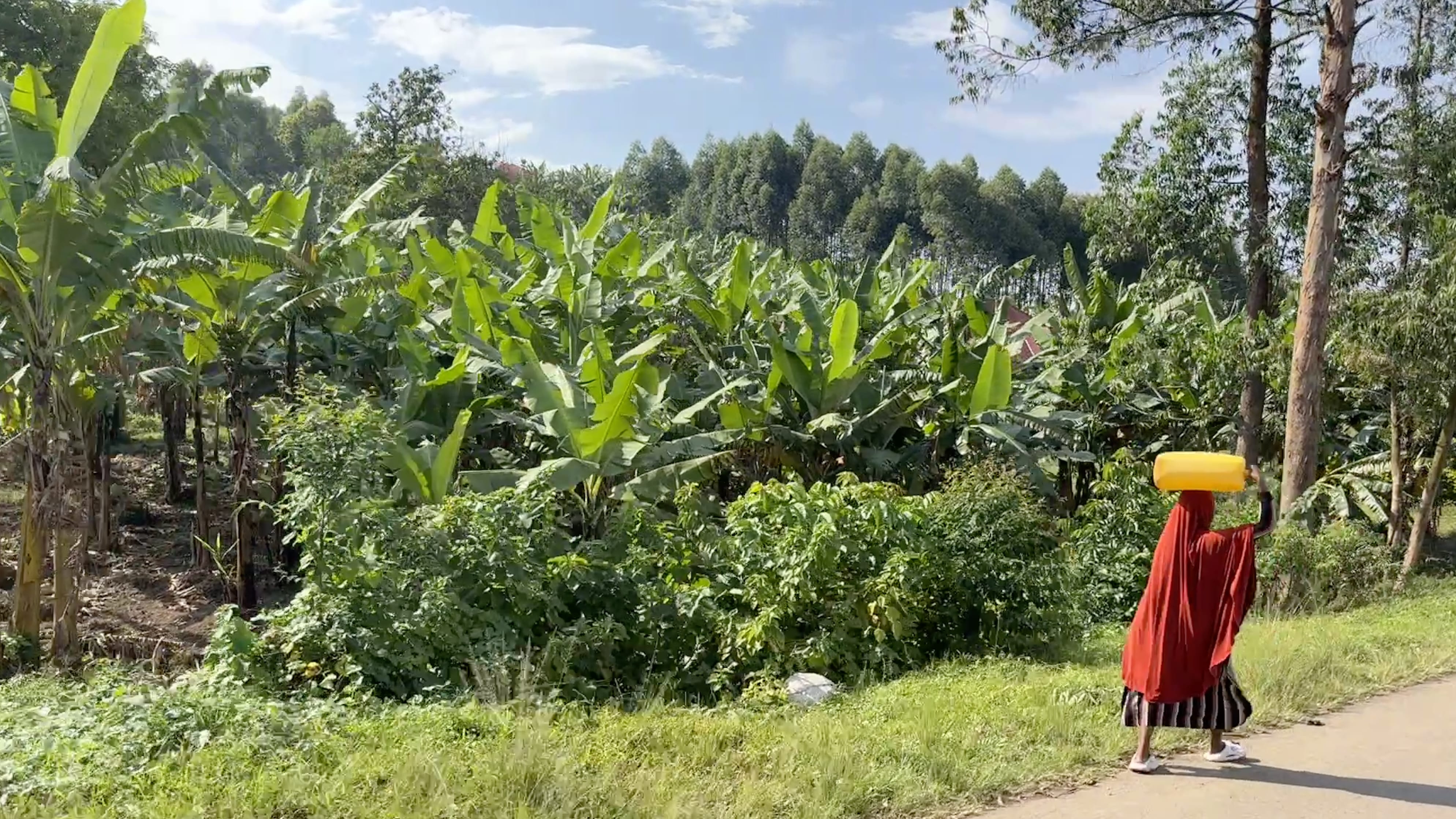 Woman carrying a yellow jerrycan on her head walking past banana trees and farmland in rural Uganda during 5 days in Uganda road trip