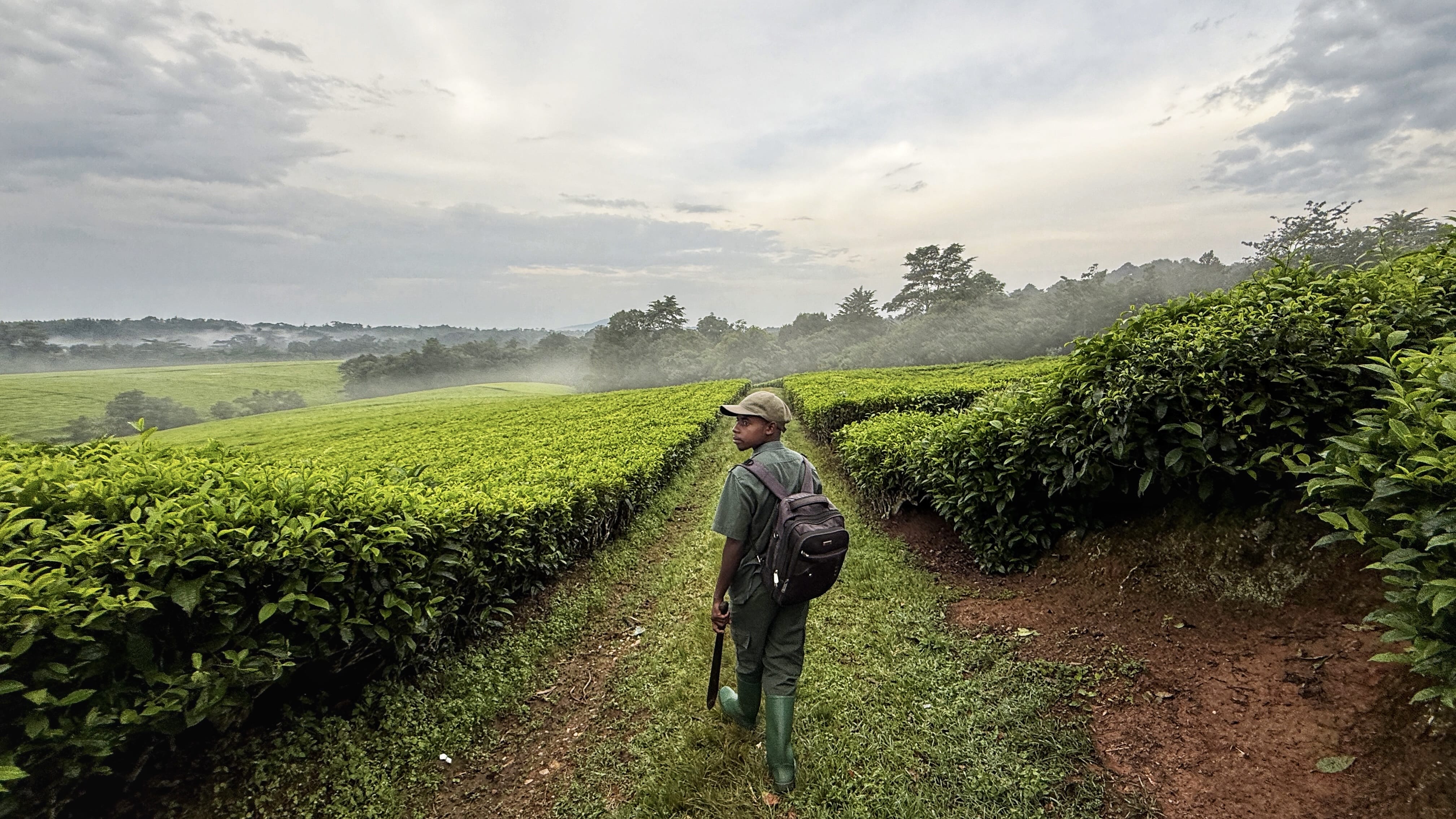 Guide walking through green tea plantation in Kyambura Gorge region before chimpanzee trekking during 5 days in Uganda
