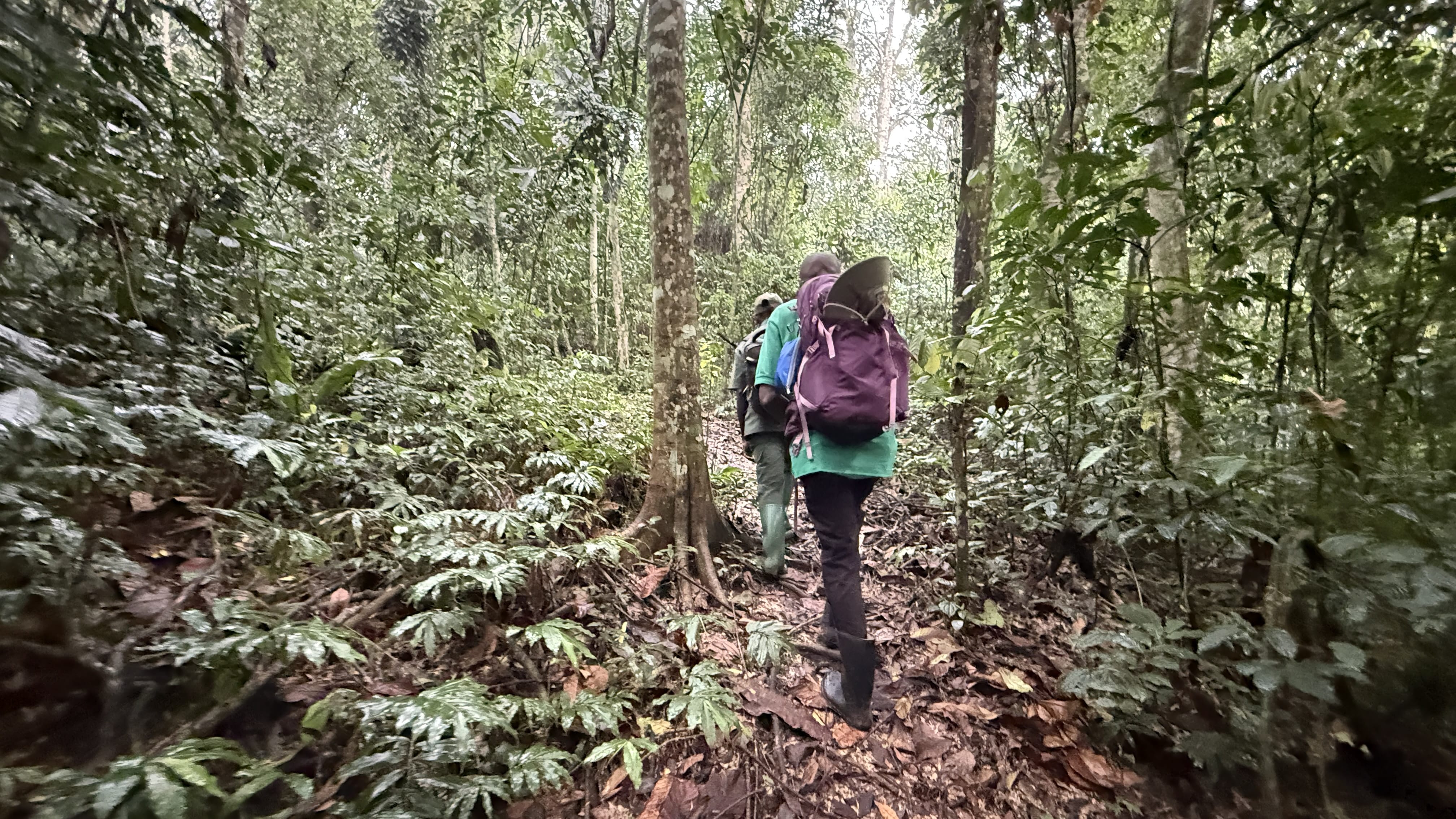 Back view of Ugandan guide and porter carrying backpack during gorilla trekking in Bwindi Impenetrable Forest, Uganda.