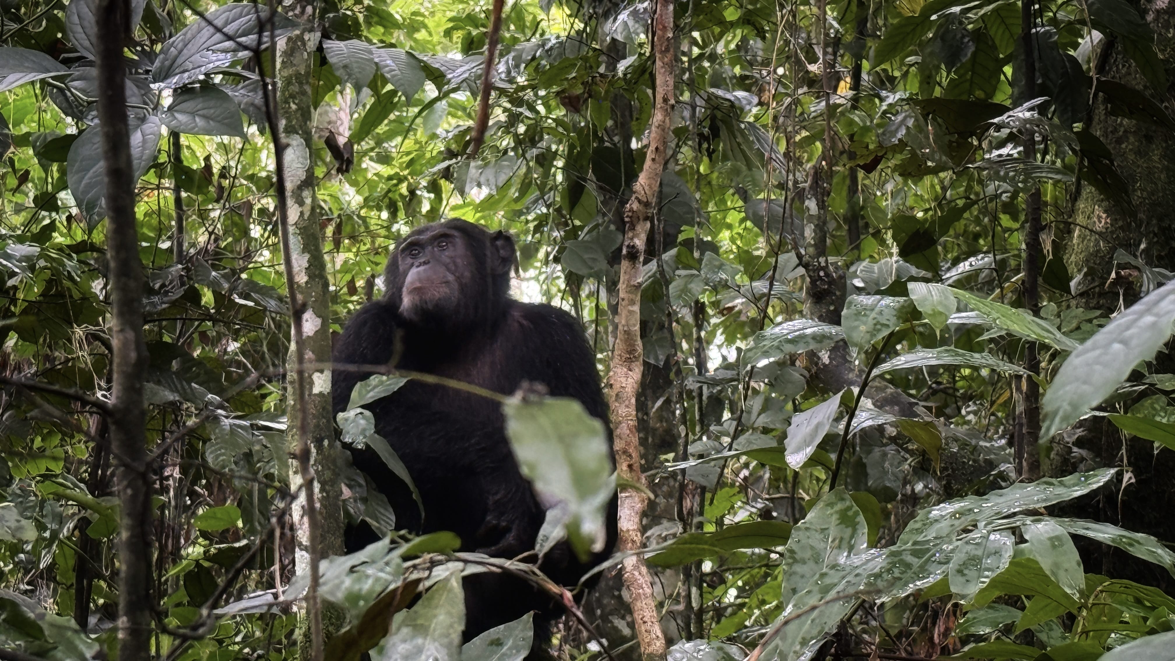 Wild chimpanzee sitting among thick green foliage in Kyambura Gorge, Uganda
