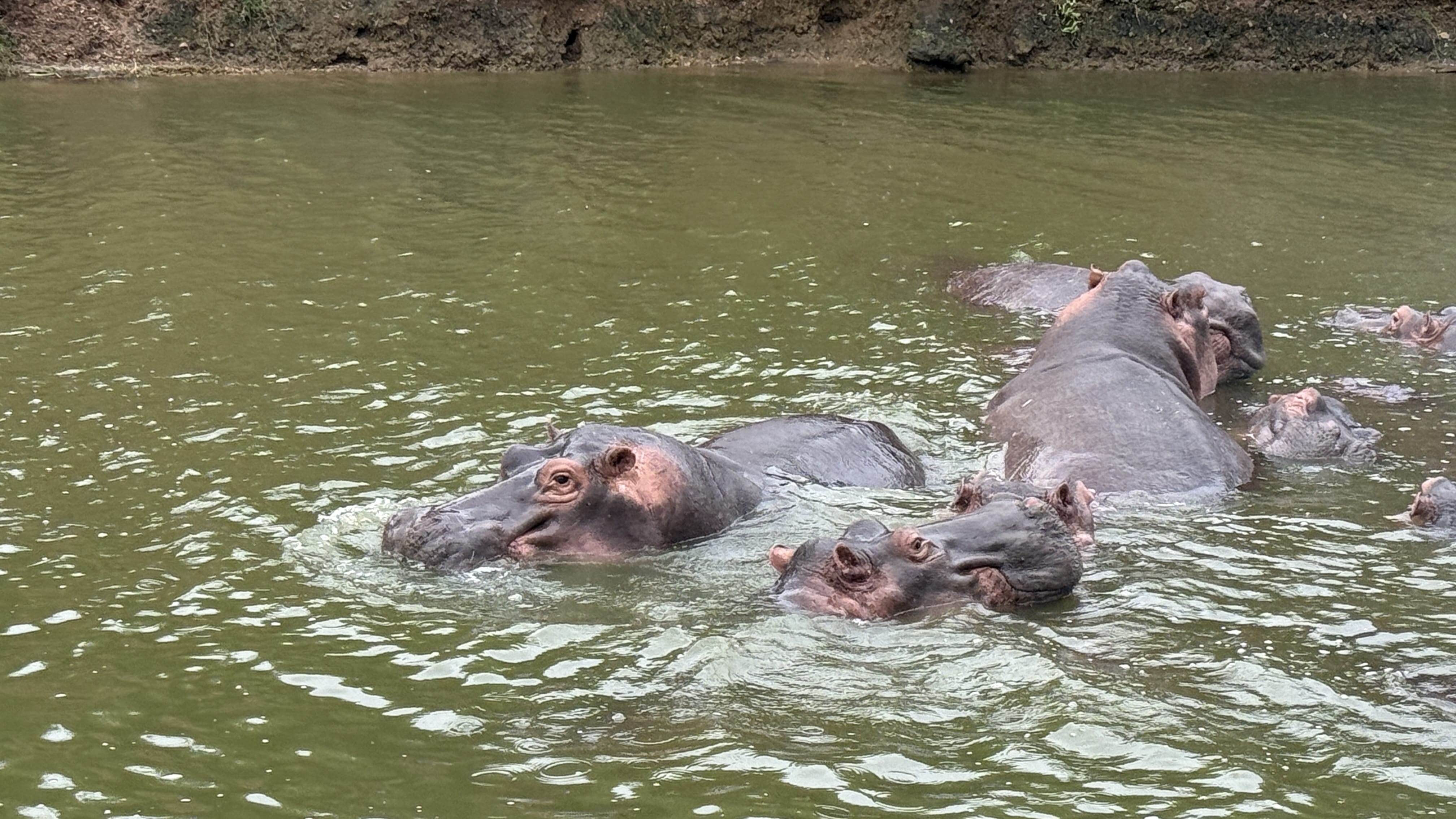 Large pod of hippos submerged in Kazinga Channel during boat safari in Uganda