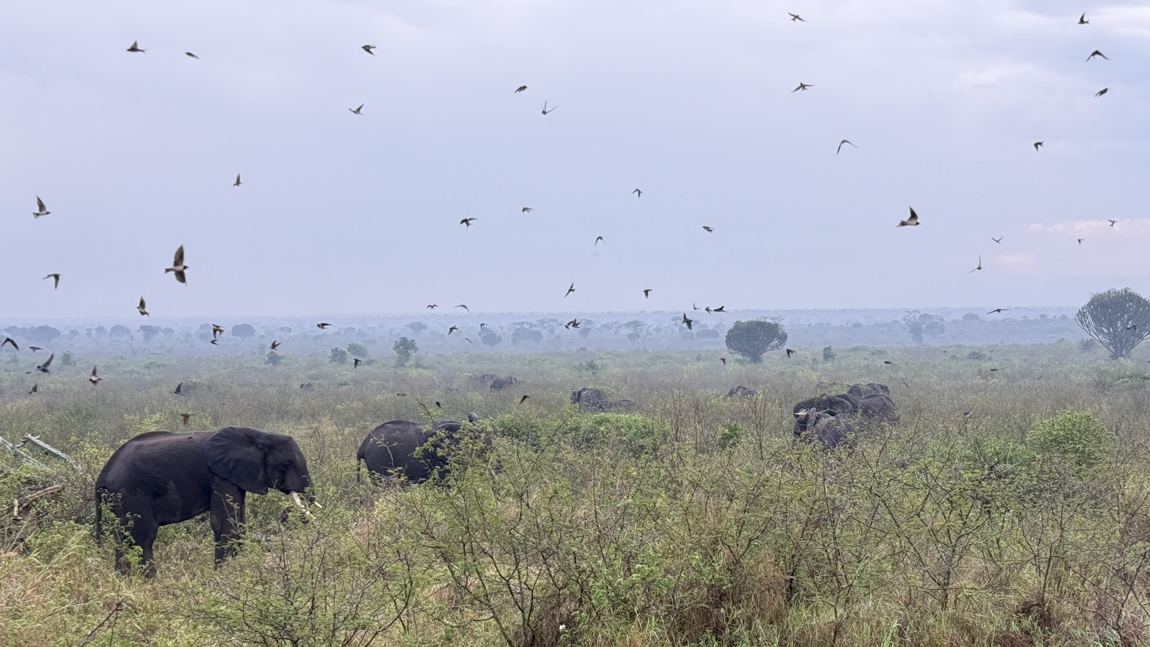 Herd of African elephants grazing in savanna with flock of birds flying overhead in Uganda - 5 Days in Uganda