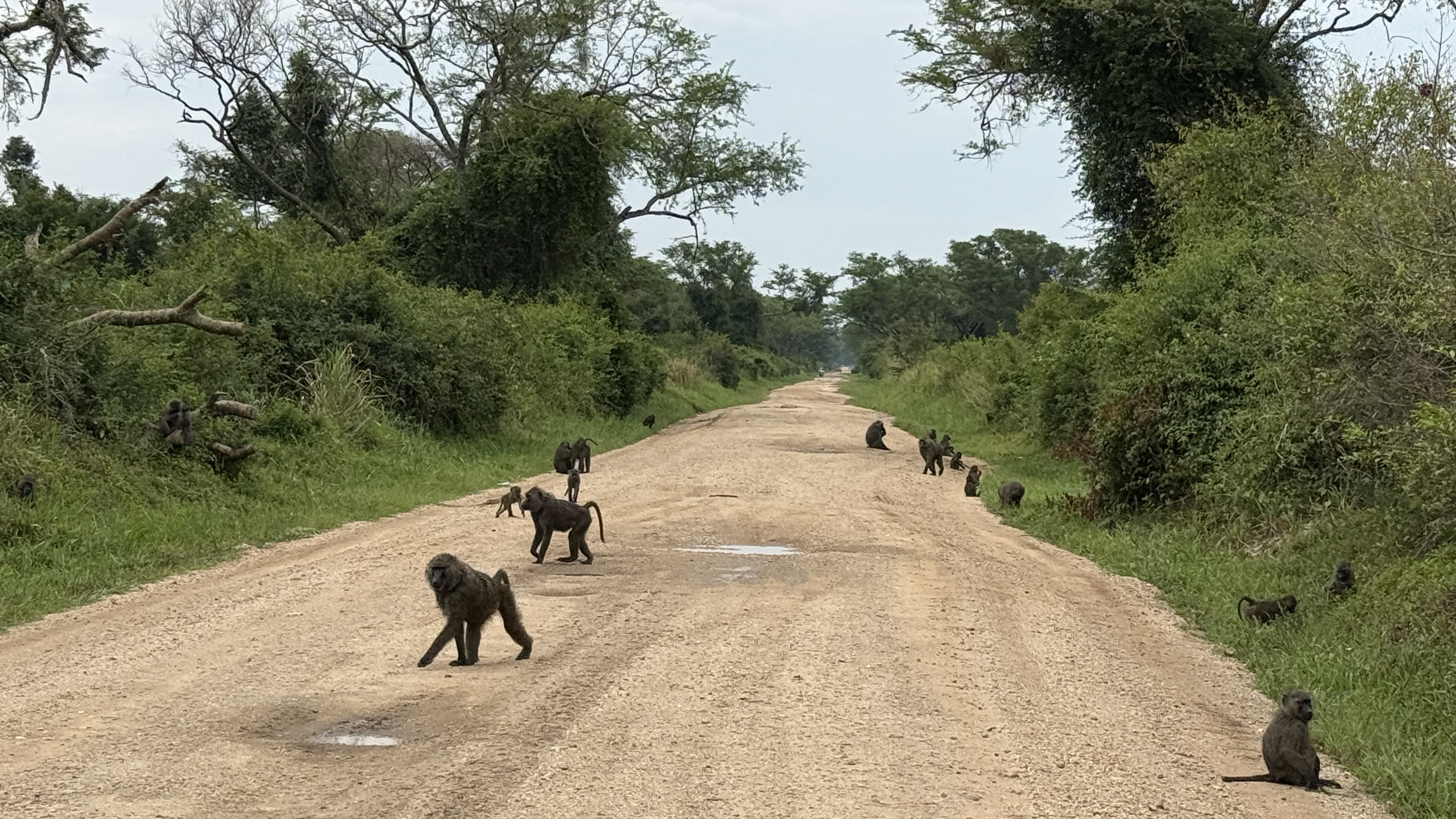 Troop of baboons crossing dirt road in Queen Elizabeth National Park, Uganda