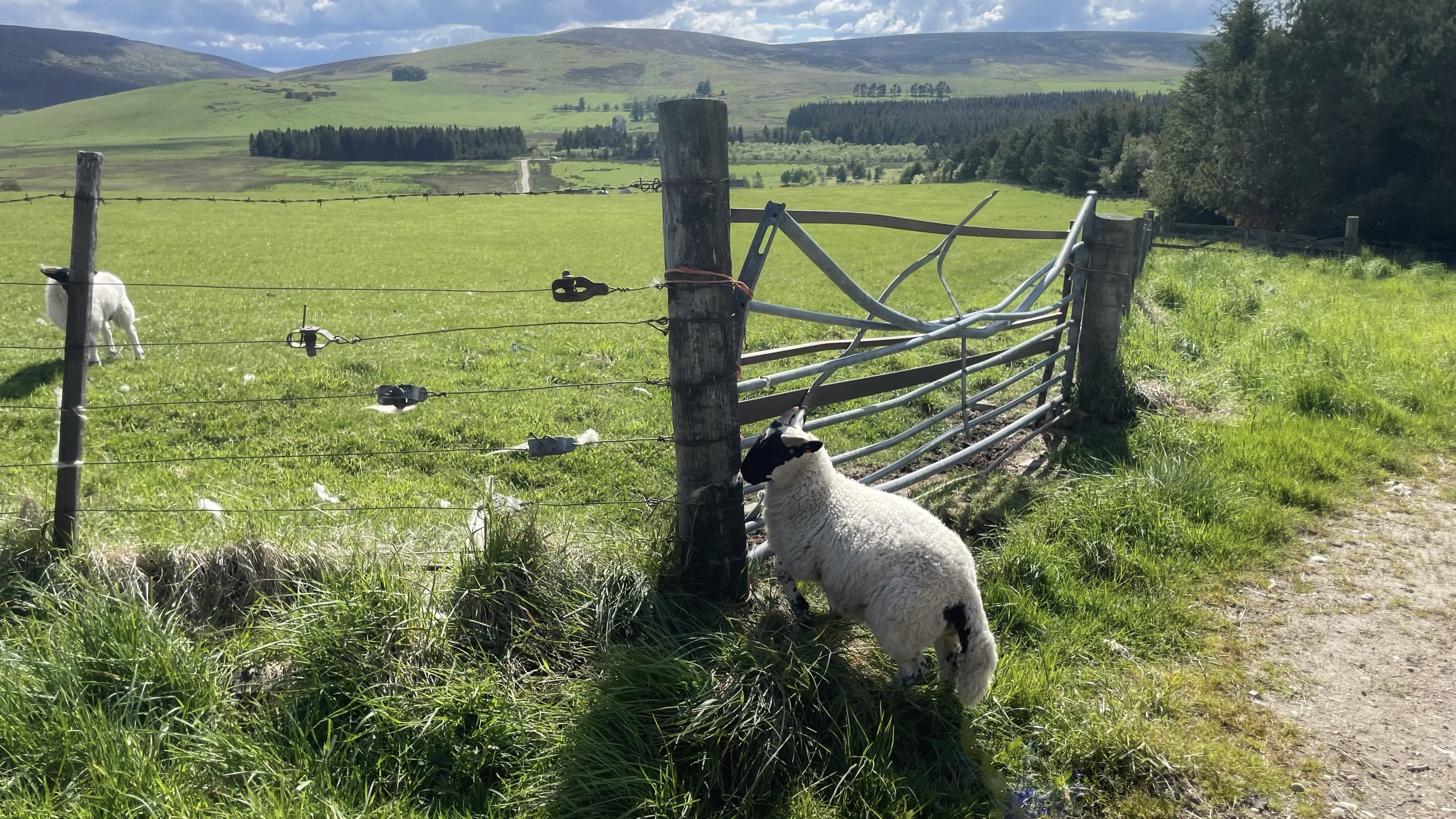 Sheep by farm gate in Scottish Highlands countryside near Ballindalloch during afternoon walk