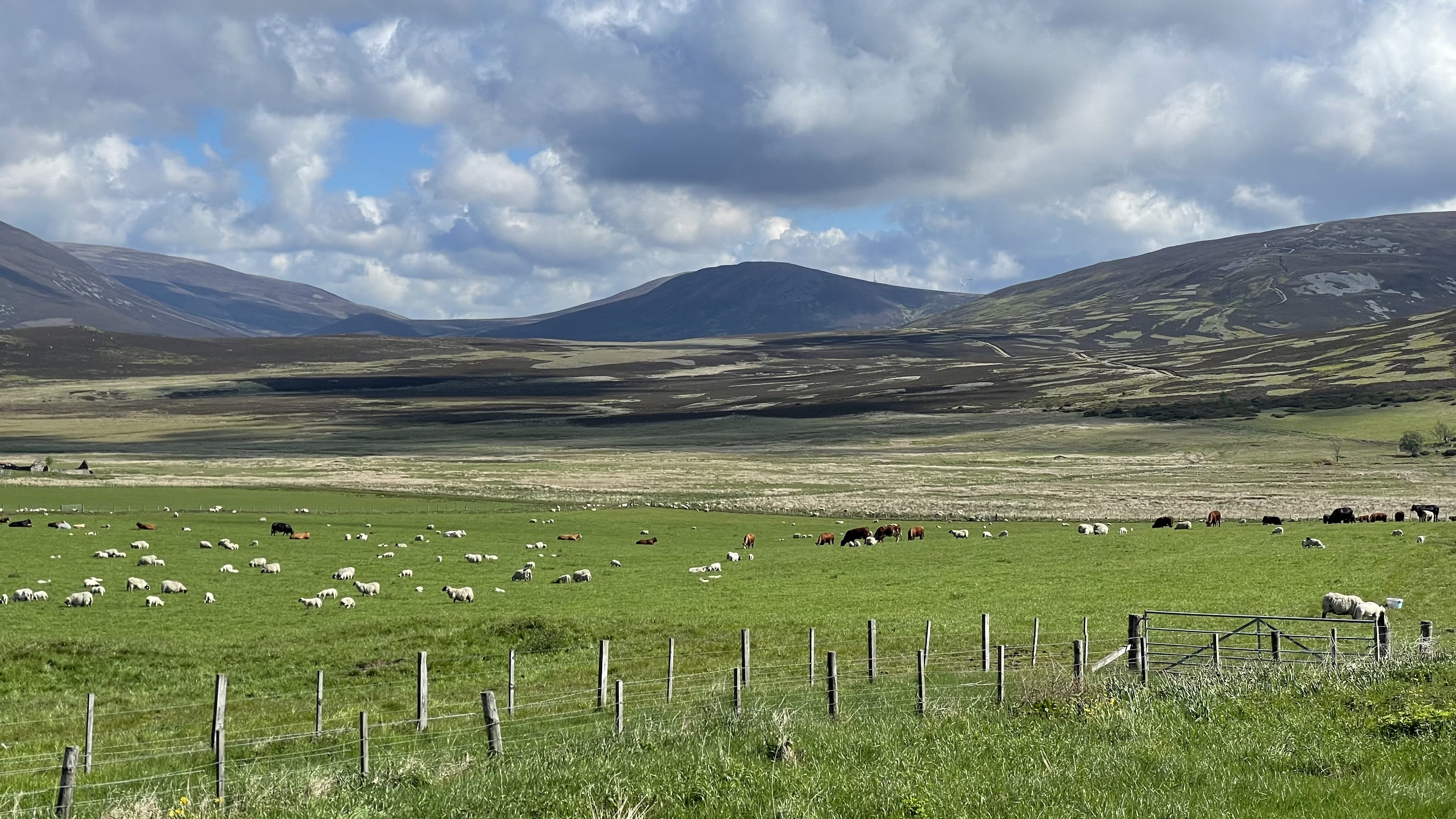 Scottish Highlands landscape near Ballindalloch with grazing sheep and rolling hills, Cairngorms day trip