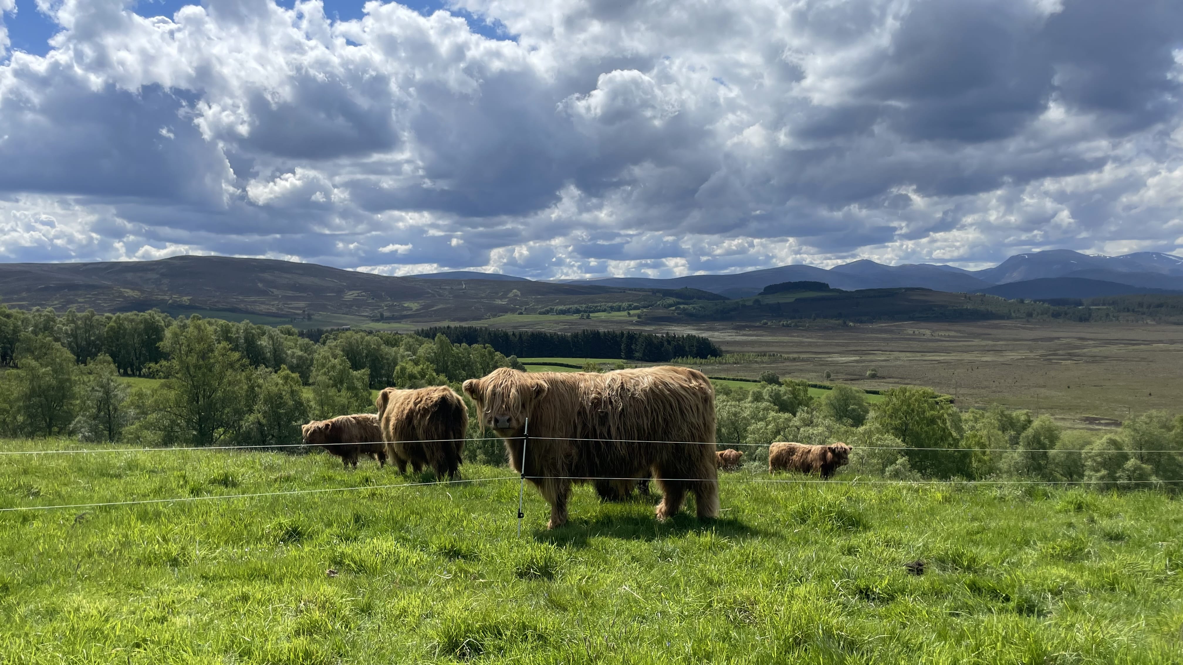 Highland cows grazing near Grantown on Spey in Scottish Highlands Cairngorms National Park
