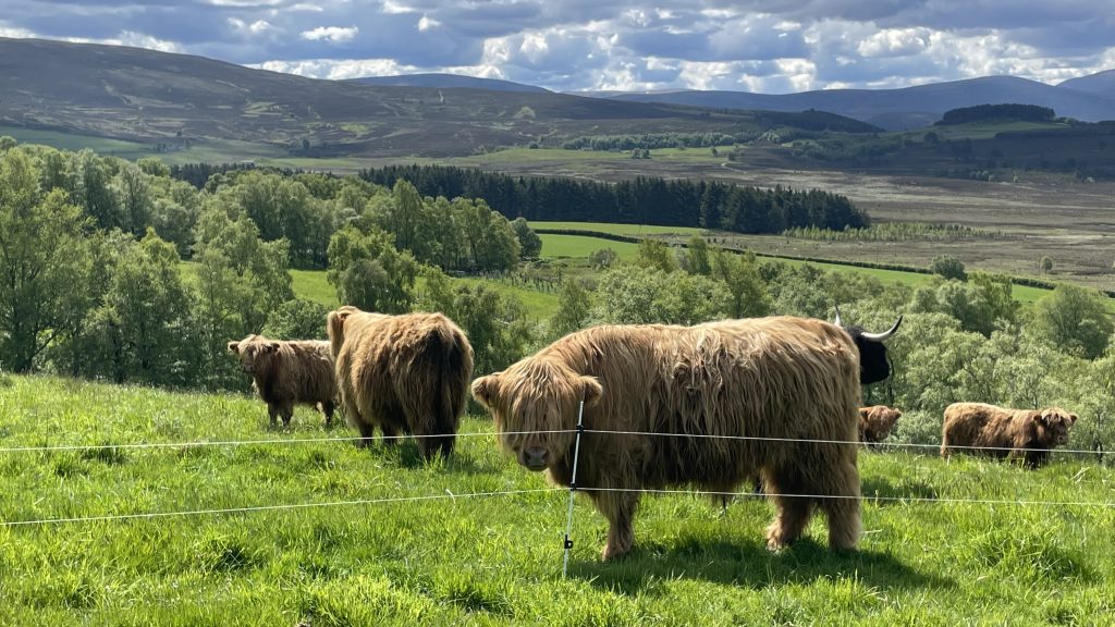 Highland cows grazing in a green field in the Scottish Highlands during a hiking trip through Scotland’s Highlands and Isle of Skye