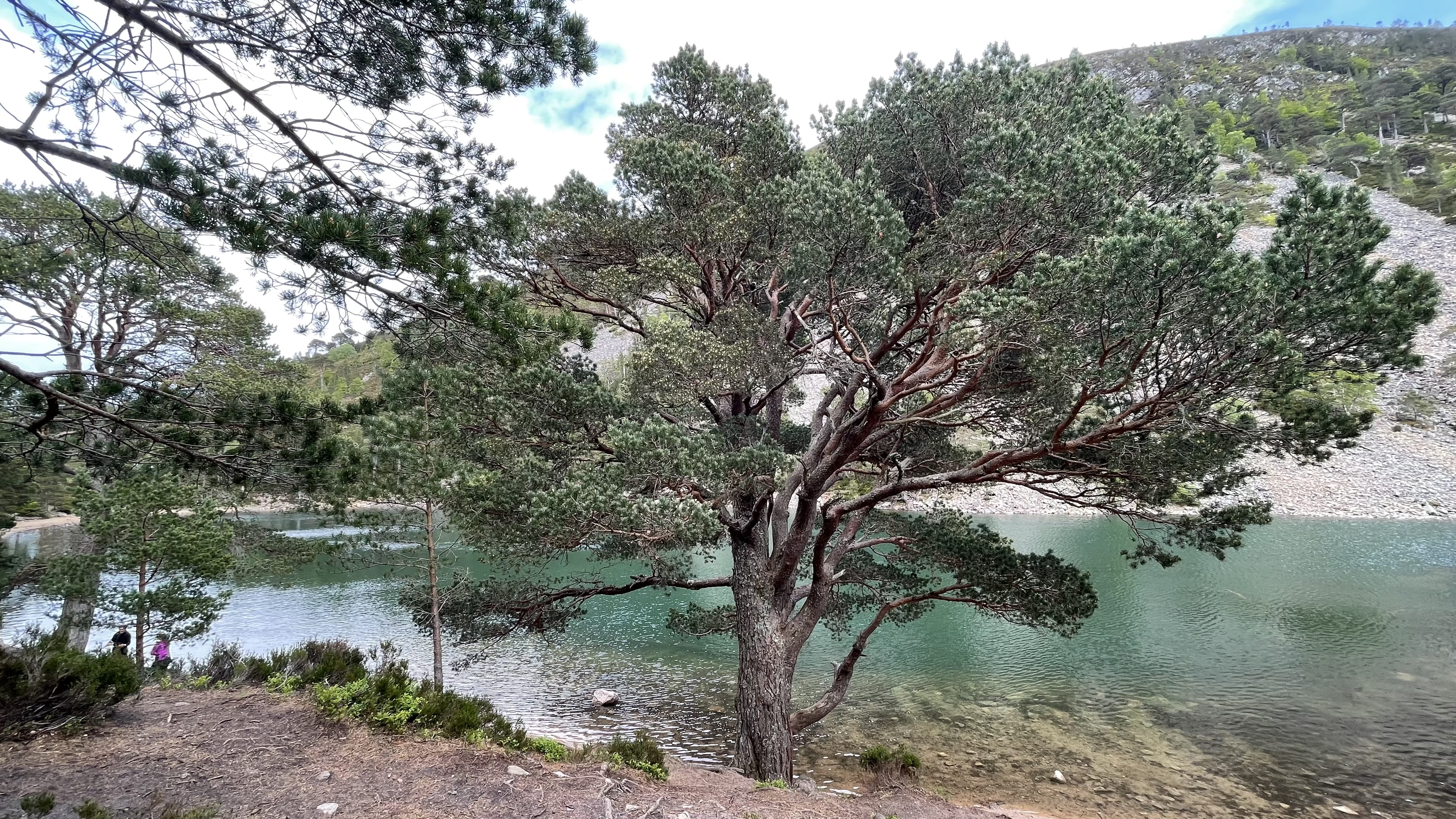Lochan Uaine Green Loch in Cairngorms National Park Scotland forest and turquoise water