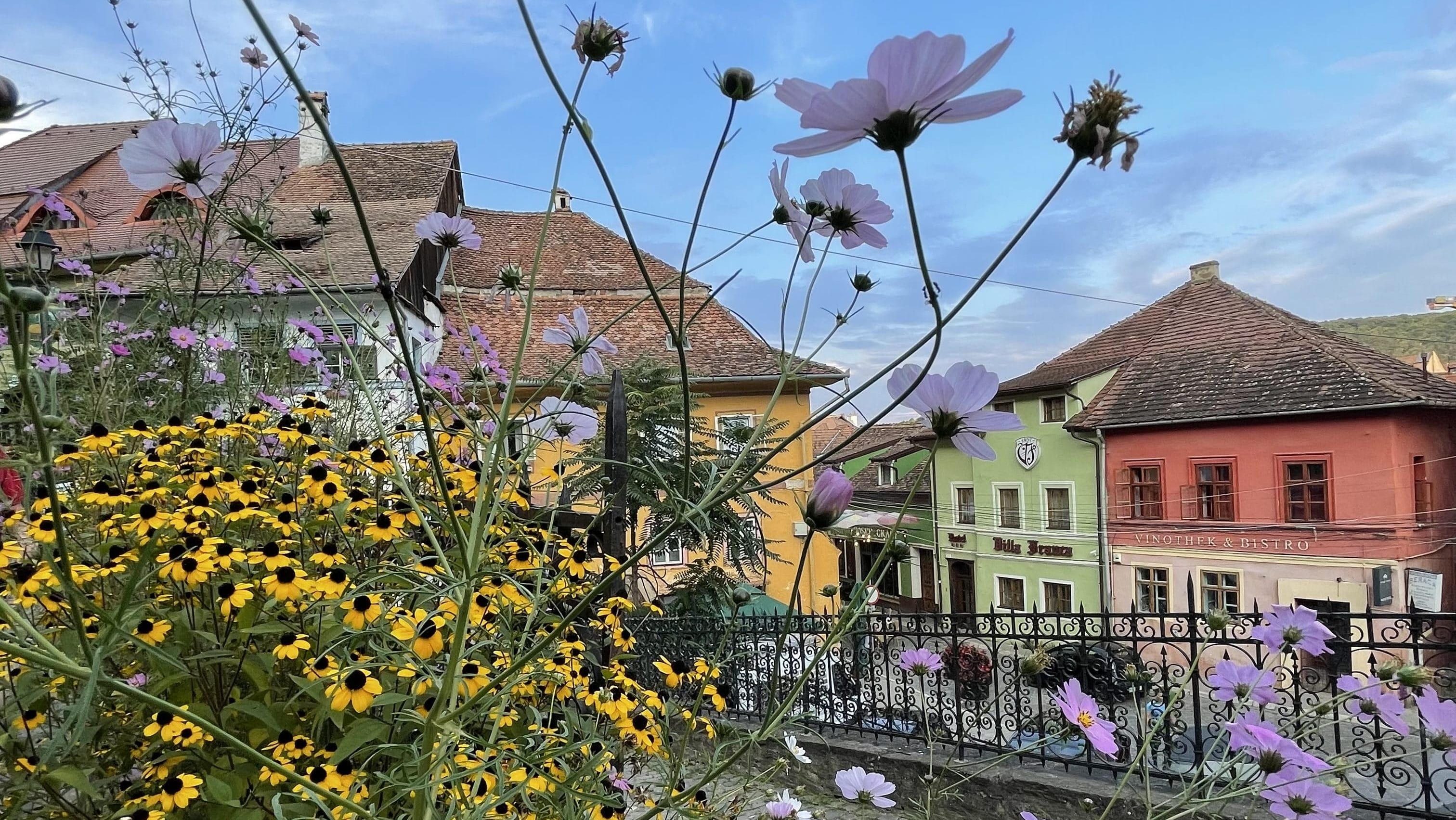 Pink and yellow flowers overlooking historic buildings in Sighișoara, Romania.