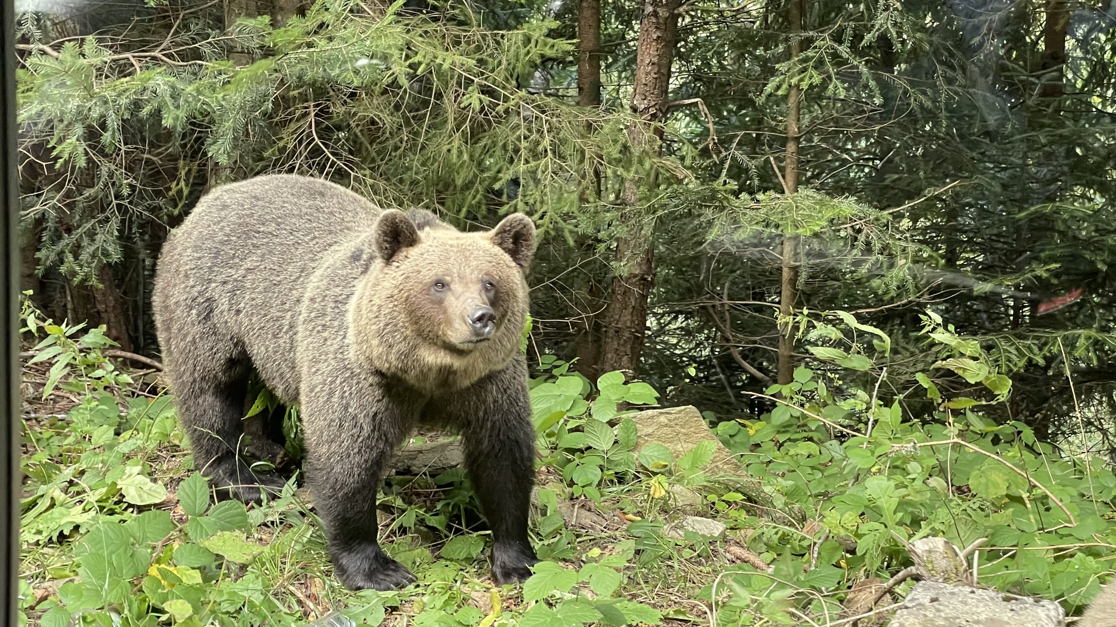 Eurasian Brown Bear standing beside the forest along Romania's Transfăgărășan Highway.