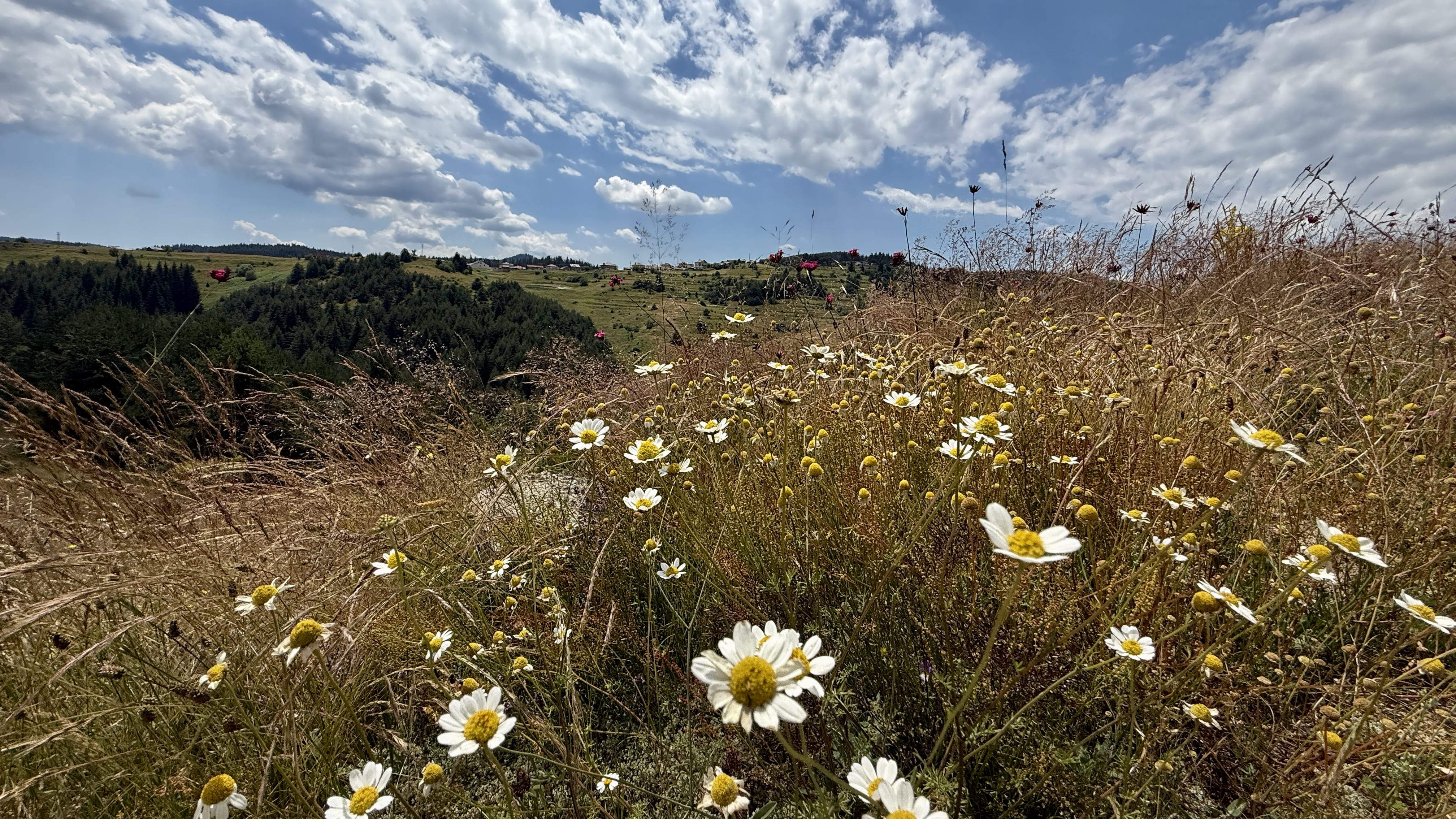 Wildflowers growing in a mountain meadow in Bulgaria’s Rhodope Mountains