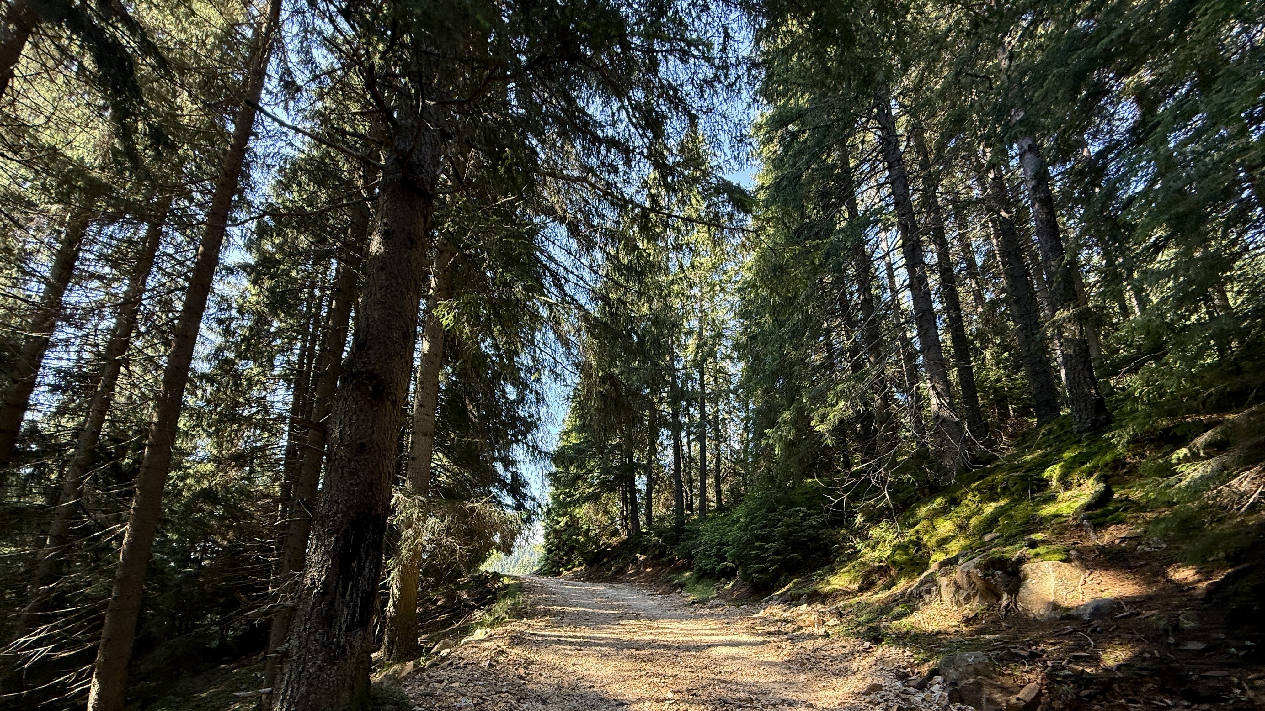 Forest trail along the Bulgaria-Greece border in the Rhodope Mountains