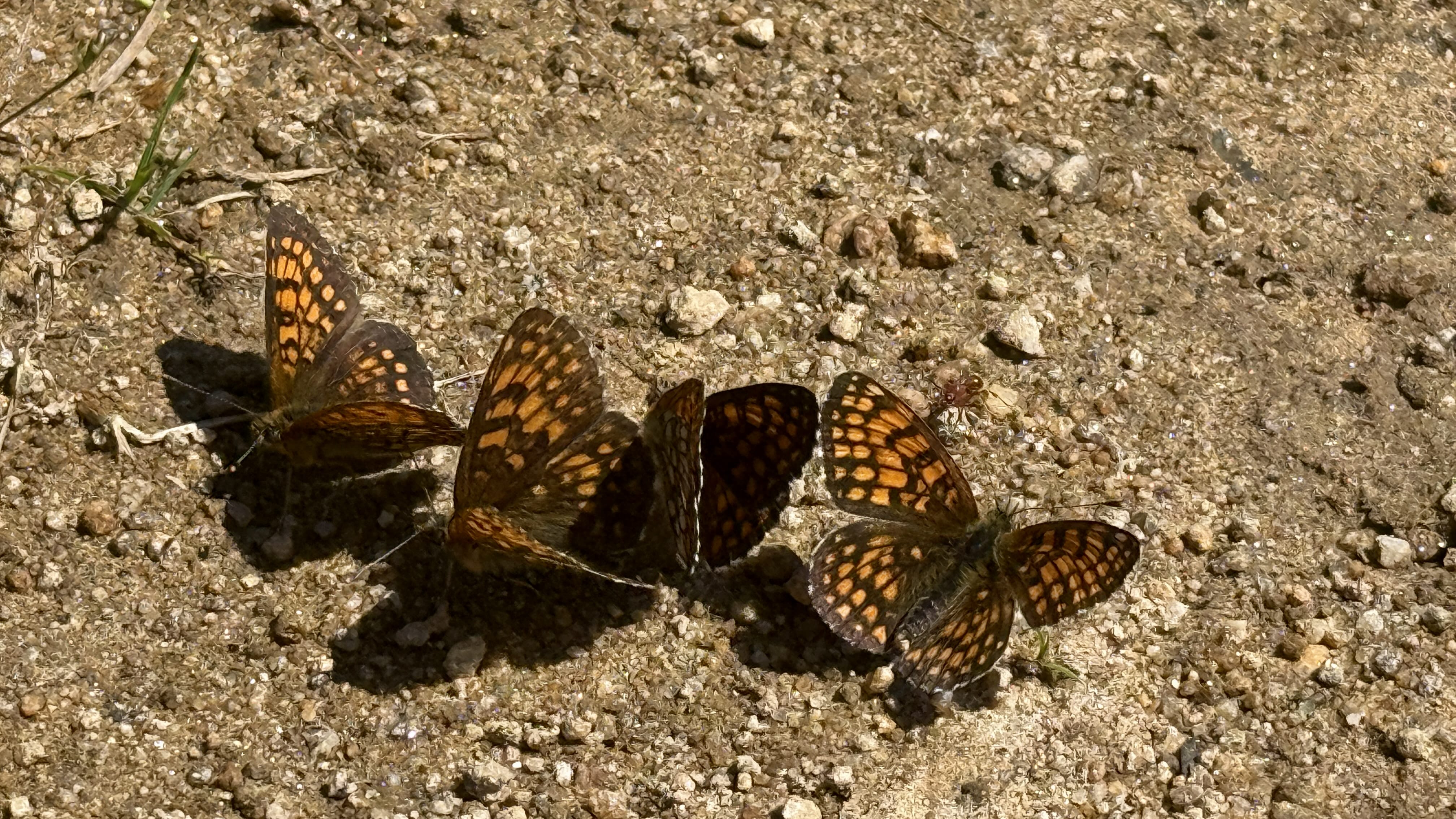 Butterflies gathering on damp soil to absorb minerals in the Rhodope Mountains