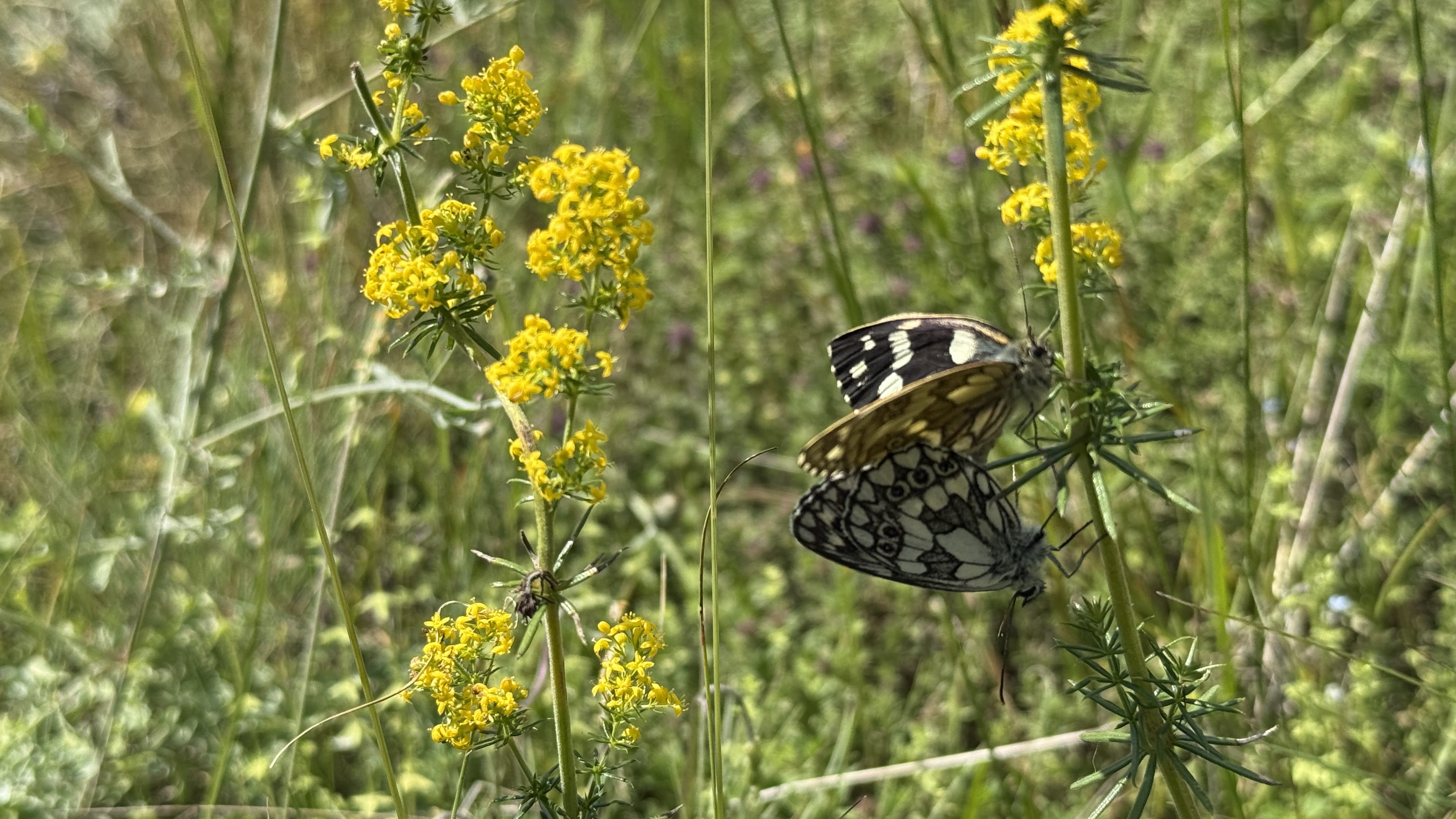 Marbled white butterflies resting on wildflowers in Bulgaria’s Rhodope Mountains