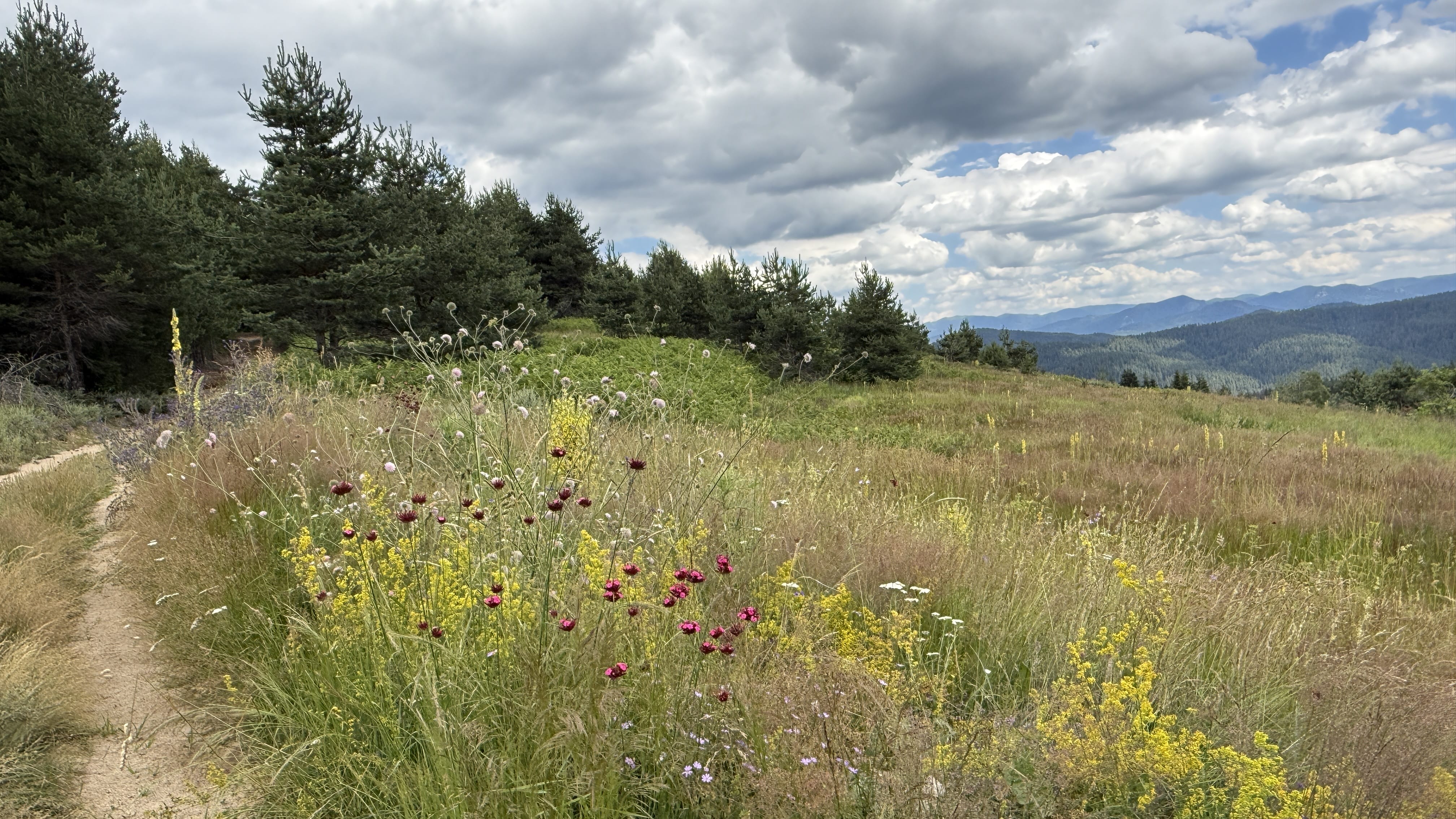 Hiking trail through a wildflower meadow in Bulgaria’s Rhodope Mountains