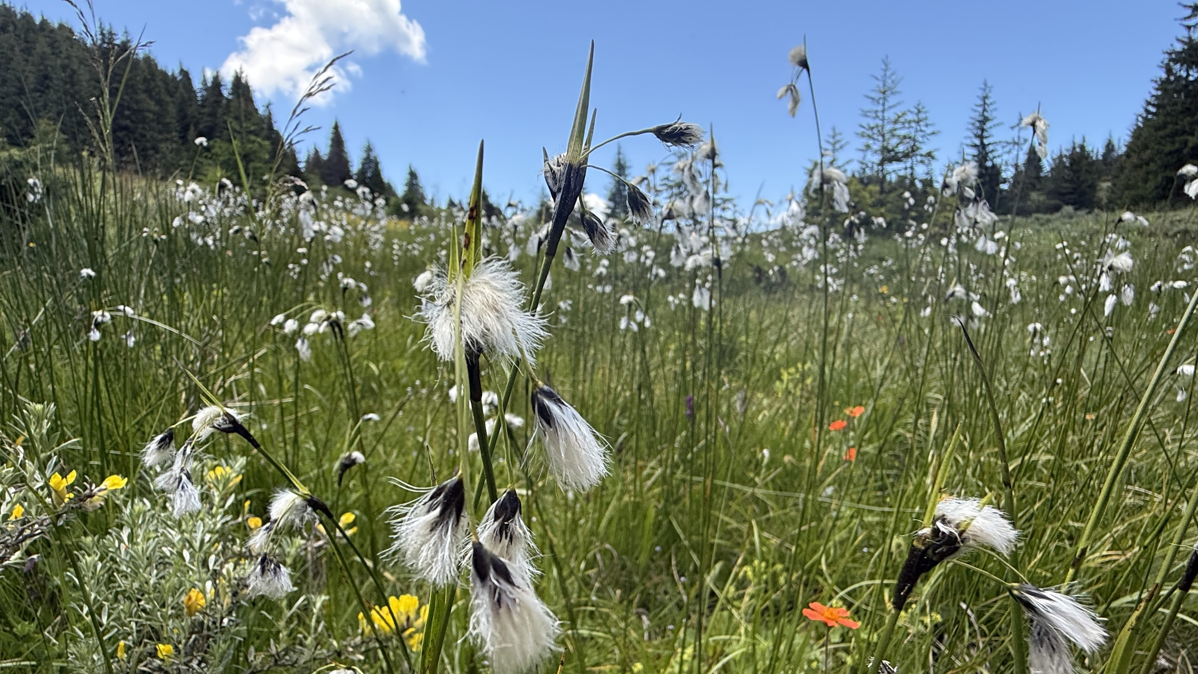 White cottongrass growing in a wet mountain meadow in the Rhodope Mountains